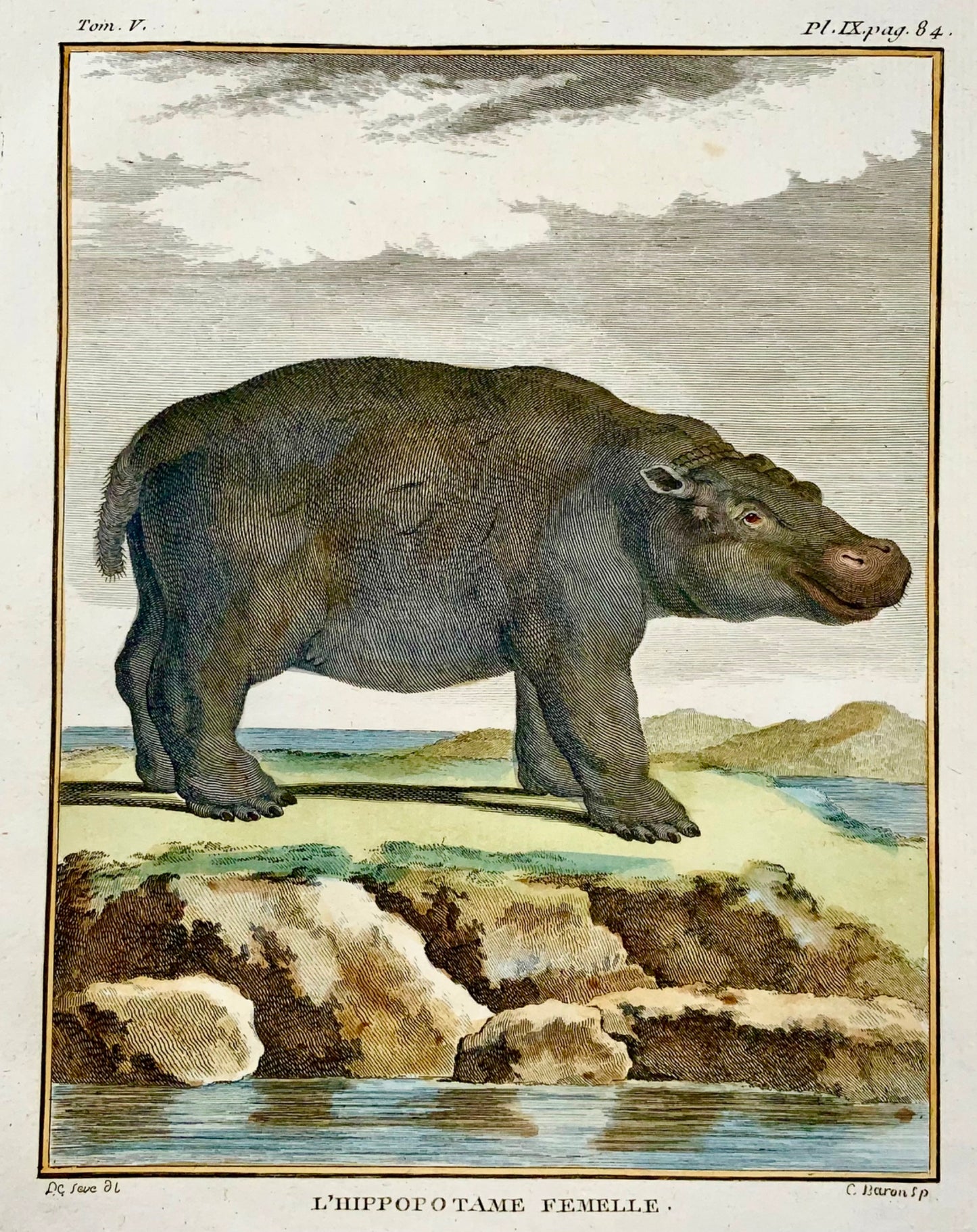 1766 De Sève; Baron, Hippopotame, édition grand in-quarto, gravure coloriée à la main, mammifères