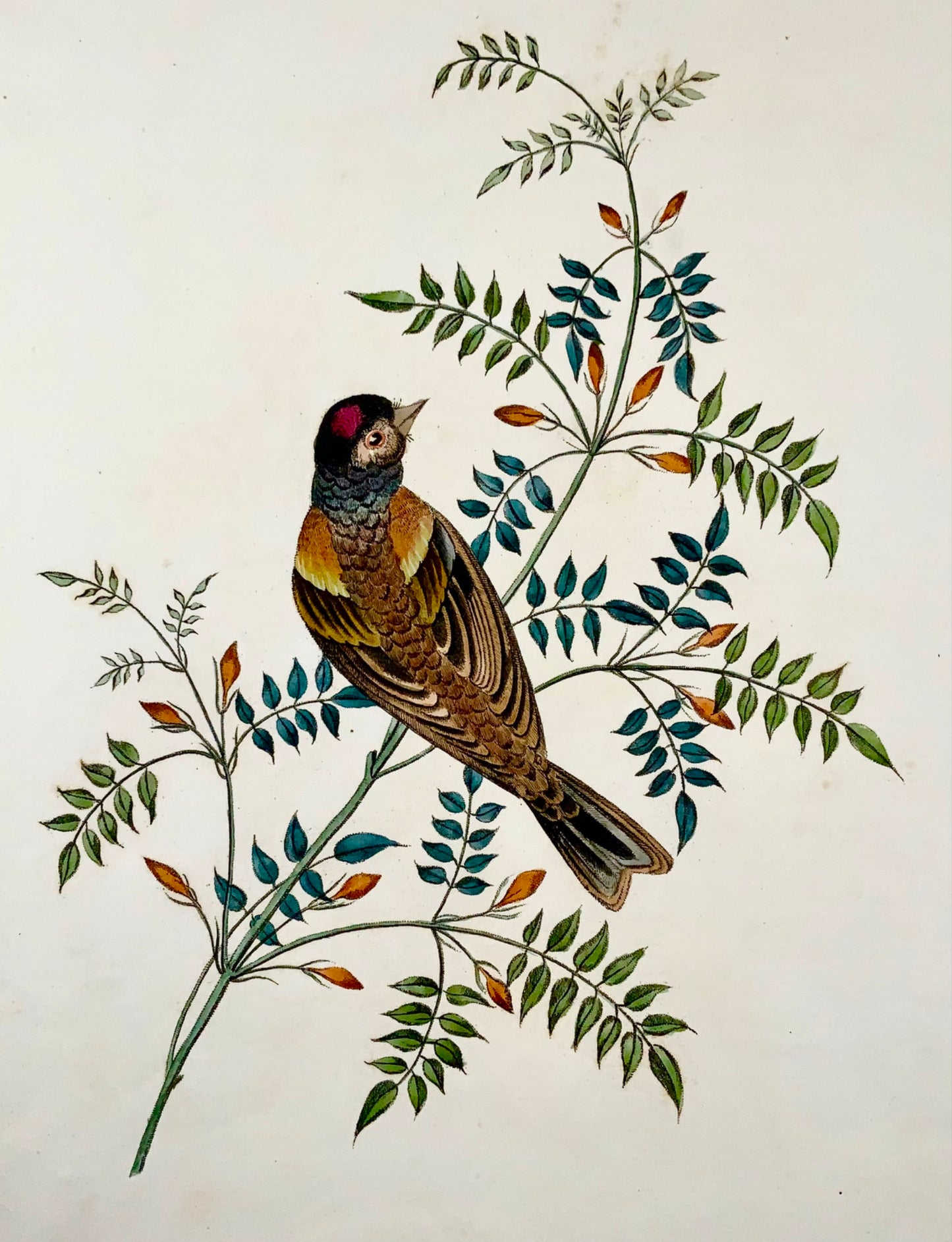 1819 George Brookshaw (né en 1751), ornithologie, Finch, bordure foliée 