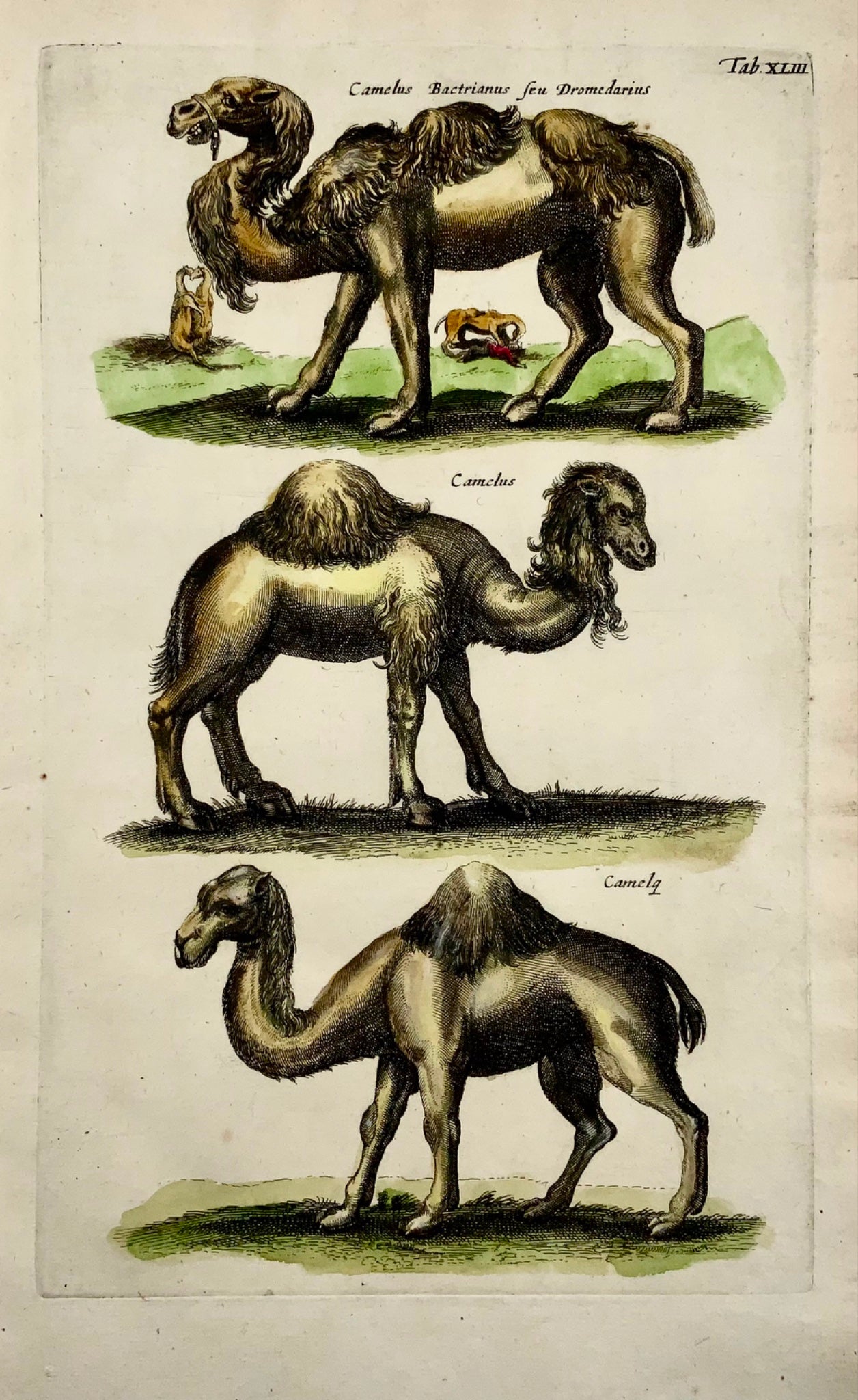 1657 Matthaus Merian, Dromadaires, Folio fin en couleur à la main