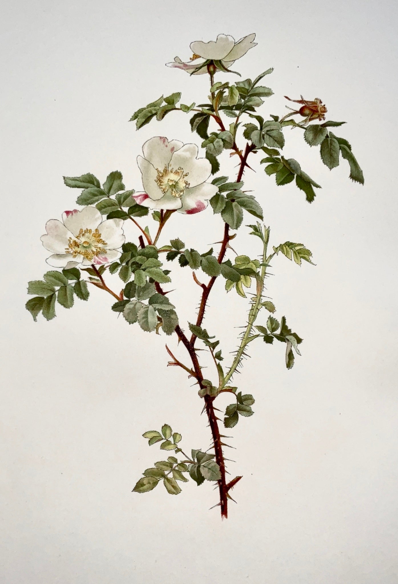 1914 WILLMOTT, Ellen Ann (1858-1934); ROSA INVOLUTA Rose blanche 37 cm - Botanique, Fleur