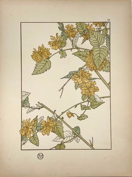 1904 Jeannie Foord, decorative flower, ‘pochoir’ colour lithograph, botany