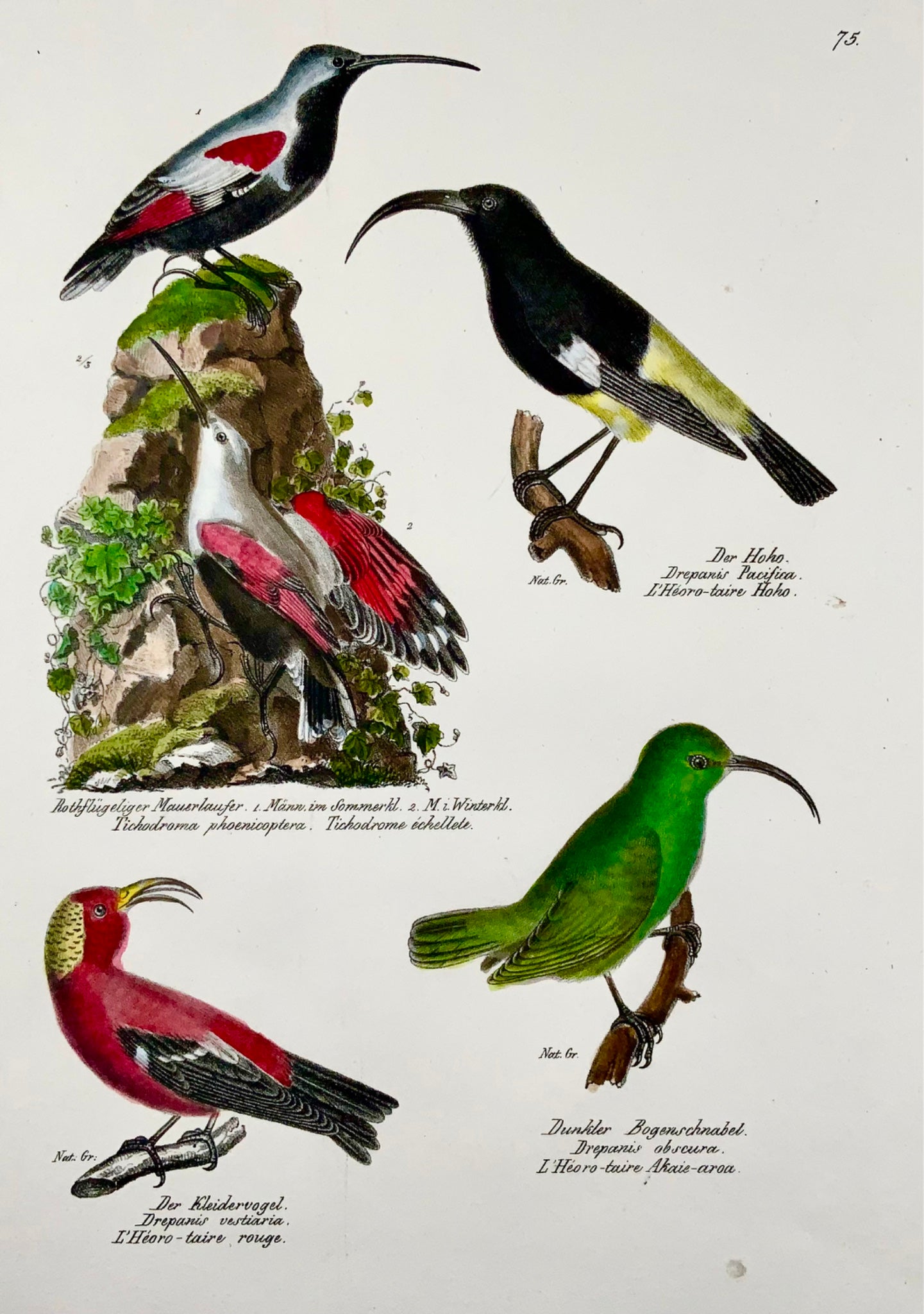 1830 Drepanis Wallcreeper, ornithologie, Brodtmann, folio, lithographie