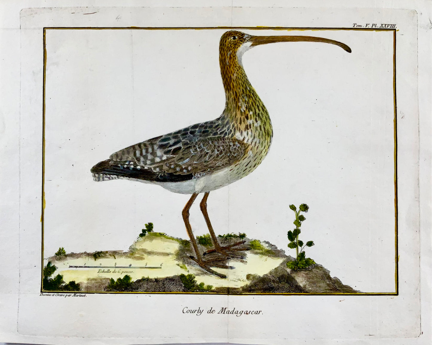 1760 Fr. Nicolas. Martinet (b1725), courlis exotique, ornithologie, gravure sur cuivre