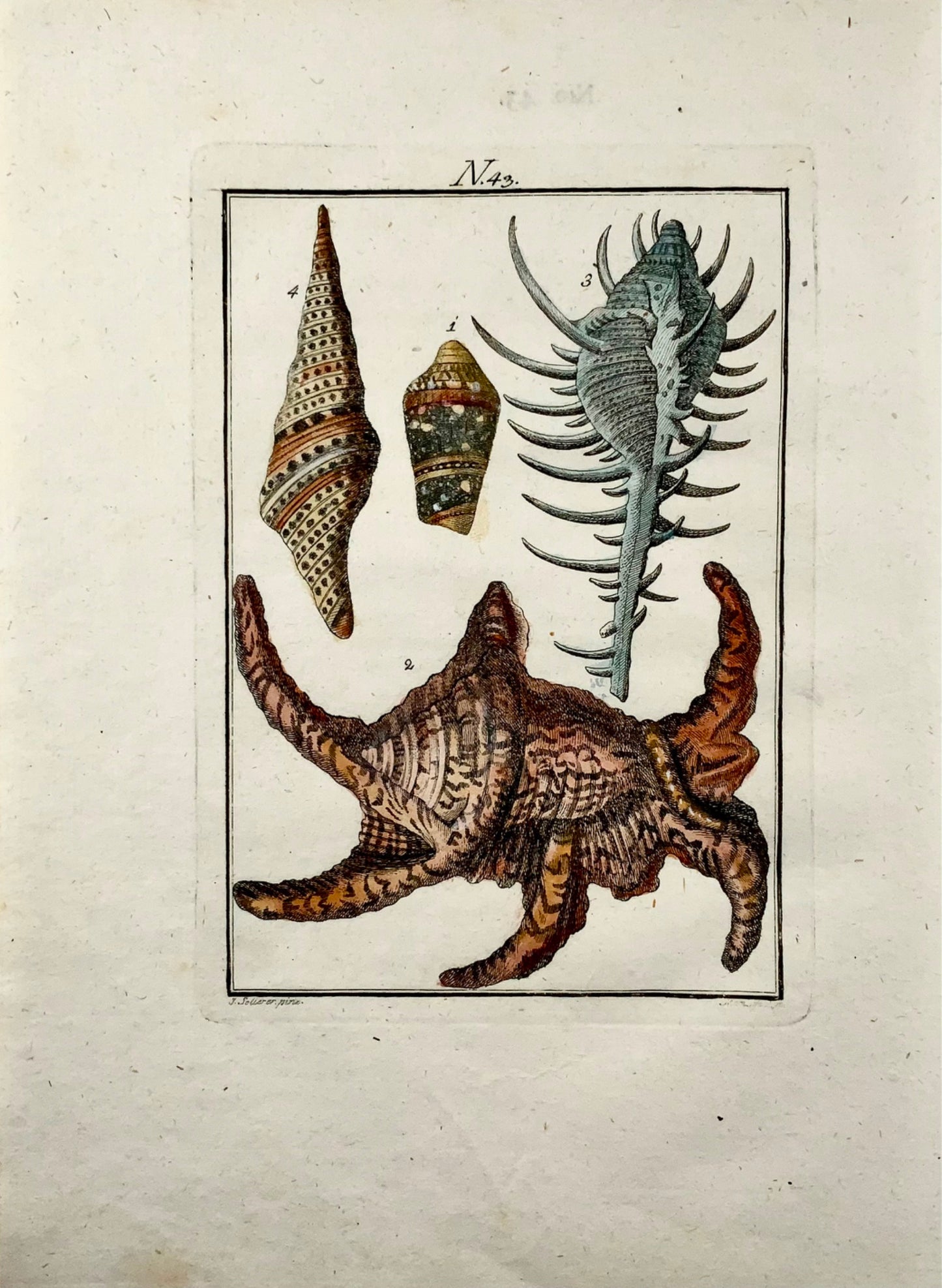 1790 Sea Shells - Joh. Sollerer hand coloured engraving