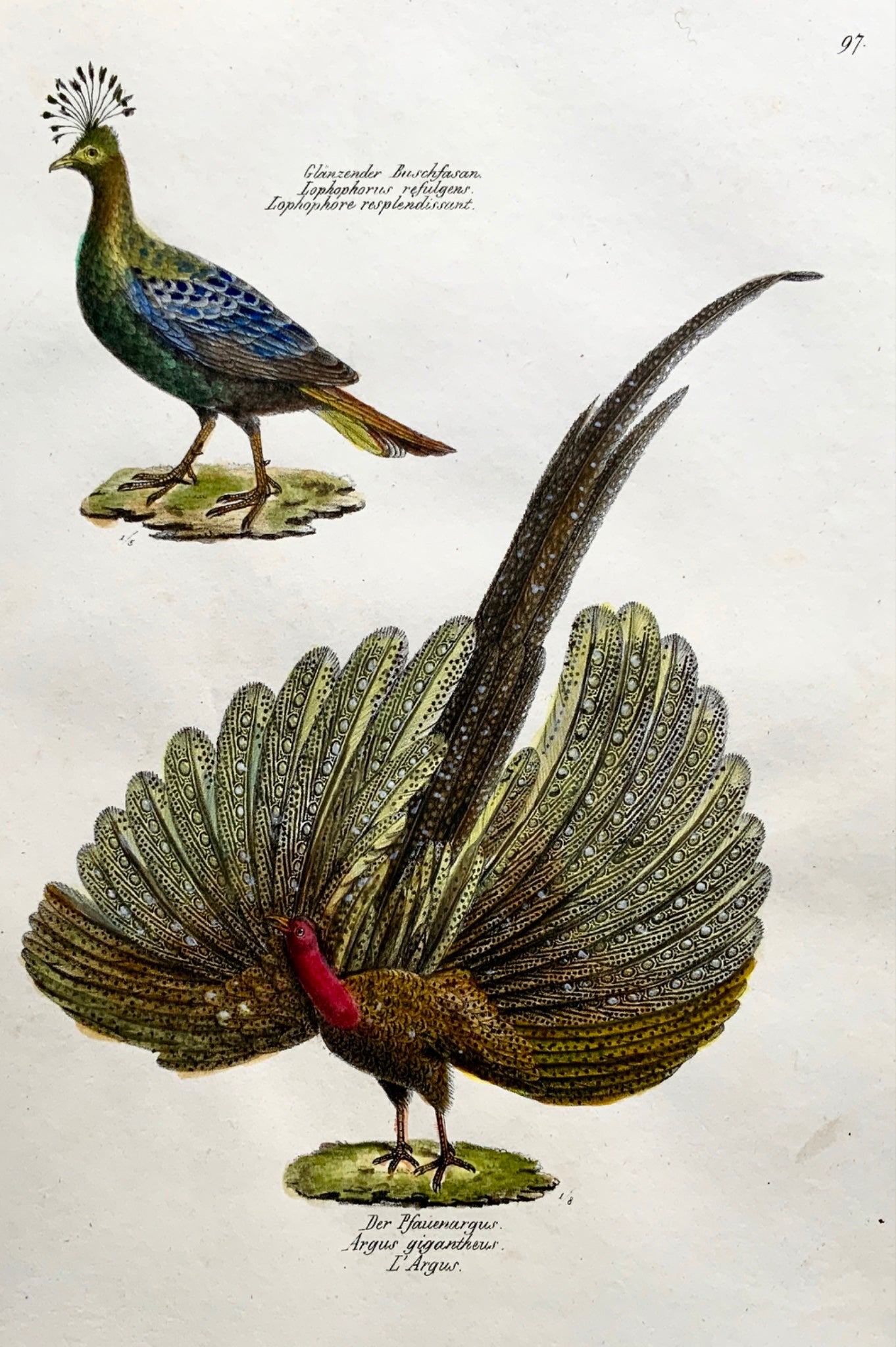 1830 ARGUS PHEASANT Ornithology - Brodtmann hand coloured FOLIO lithography