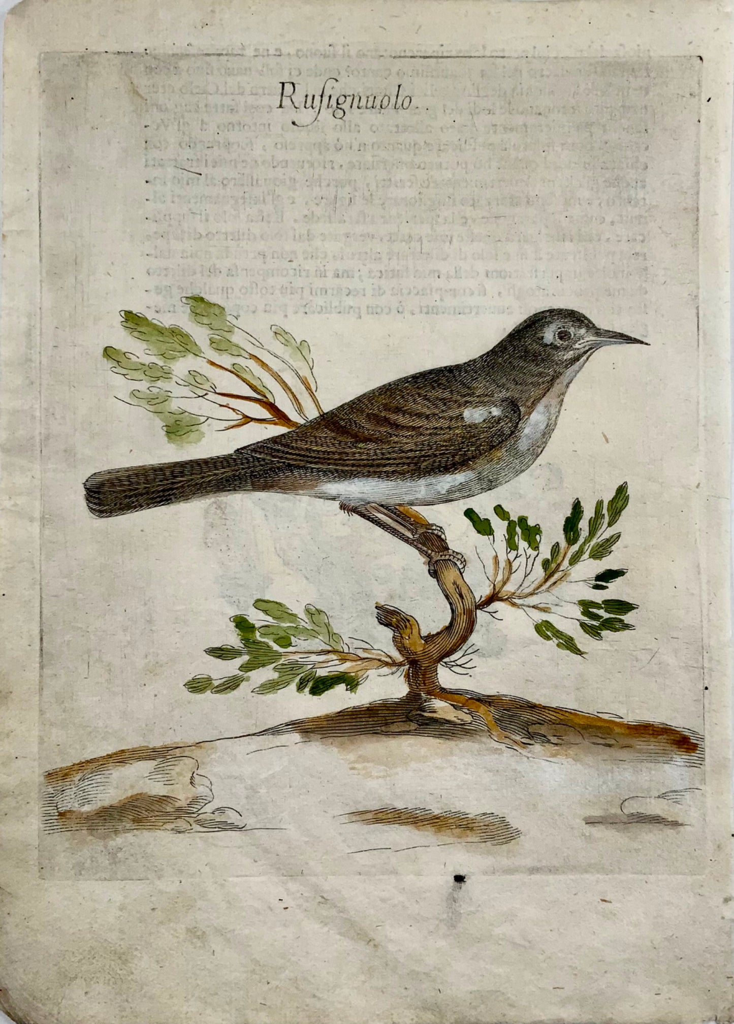 1622 Nightingale, Ornithology, Ant. Tempesta; F. Villamena, Master Engraving