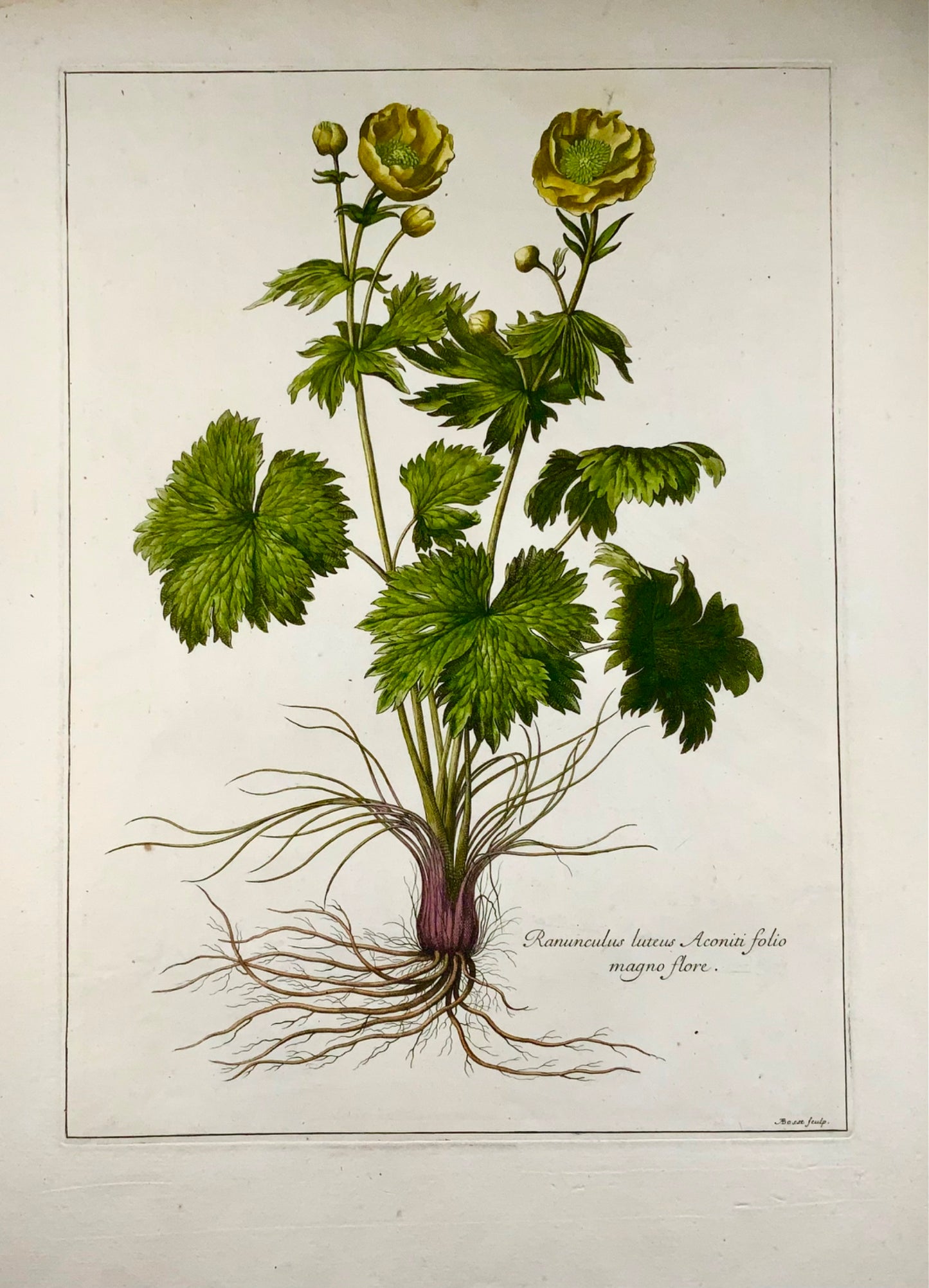 1670 vers. Bouton d'Or, Nicolas Robert (1610-1684) ; A. Bosse, botanique 54cm