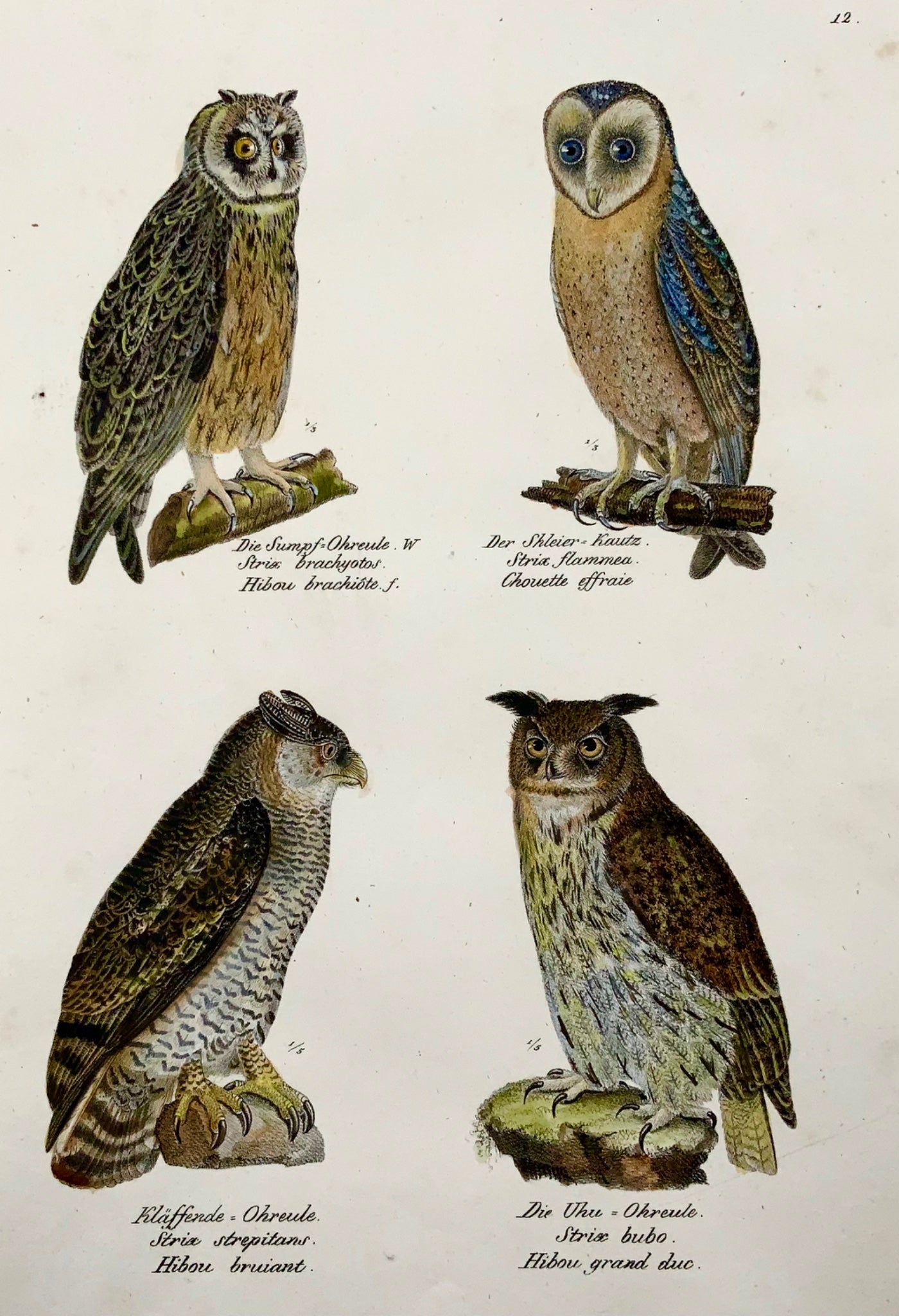 1830 Owls, strix, ornithology, Brodtmann, hand coloured folio lithograph