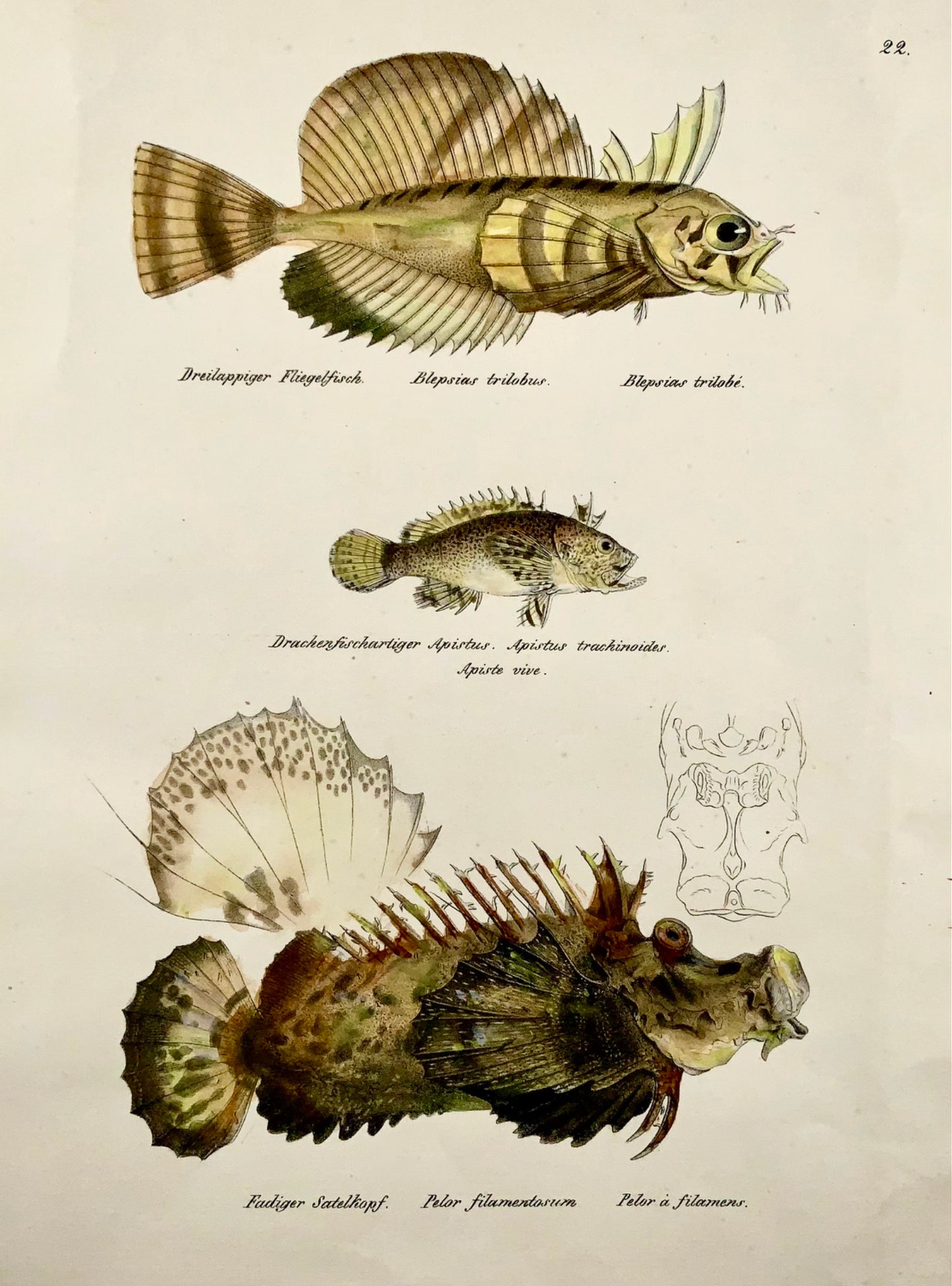 1833 H. Schinz (1777-1861) Scorpionfish Sculpin - Handcol. lithograph