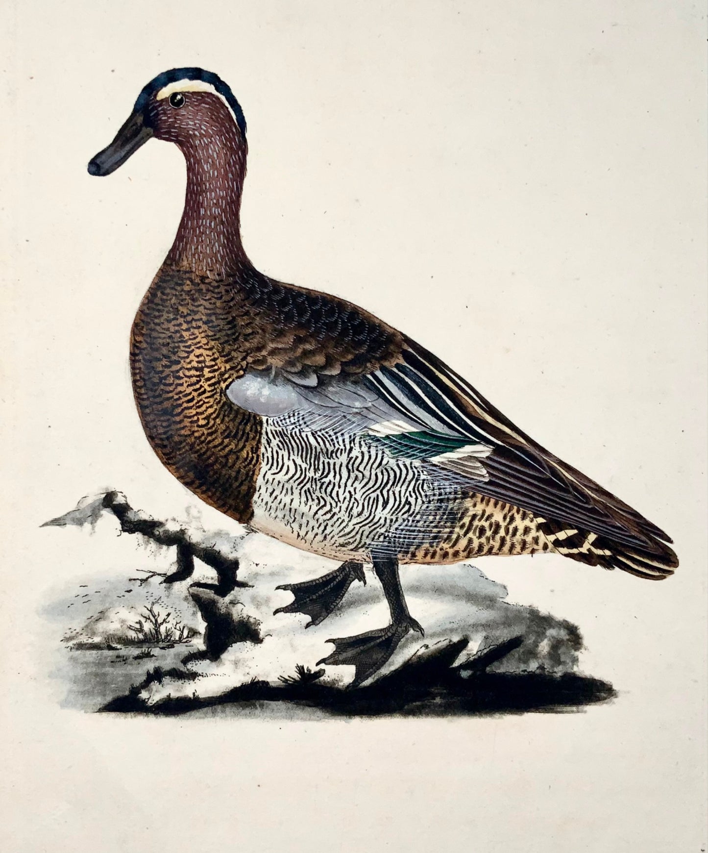 1794 Edward Donovan, Garganey Duck, ornithologie, fine gravure colorée à la main 