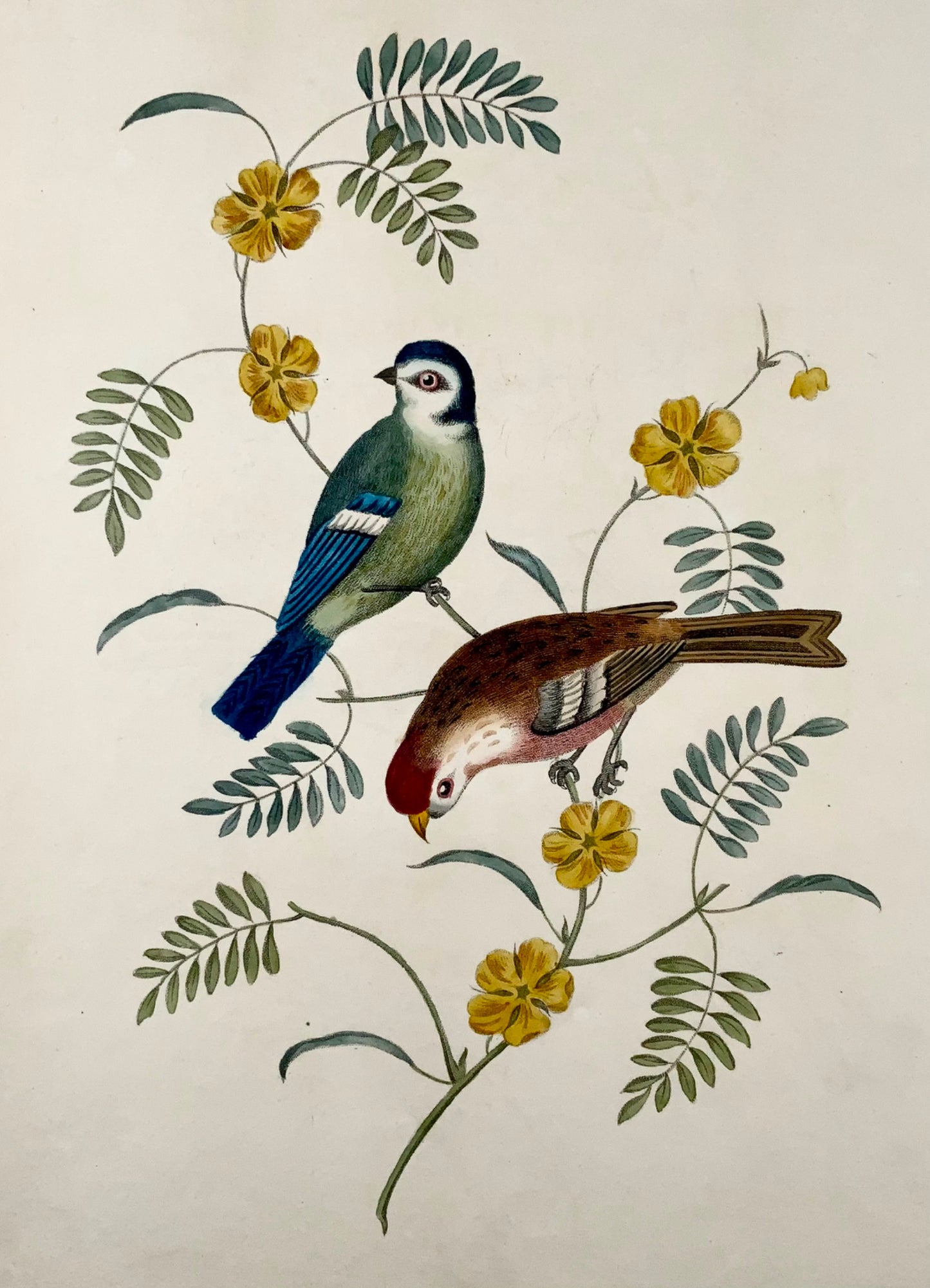 1819 George Brookshaw (né en 1751), ornithologie, mésange Tom et Sizerin flammé, bordure foliée 