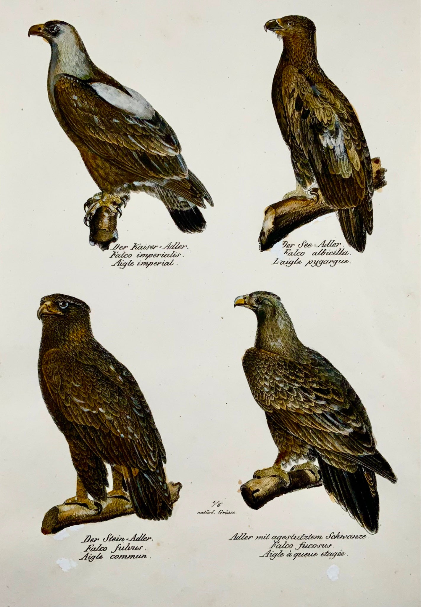 1830 EAGLES Ornithologie Brodtmann lithographie FOLIO colorée à la main