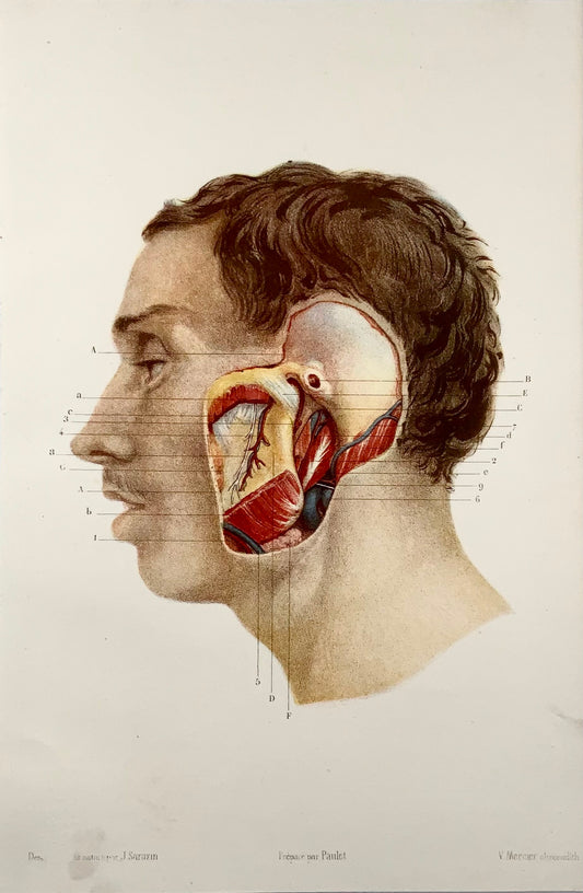 1868 J. Sarazin, anatomy, jaw, ear, stone lithograph in colour