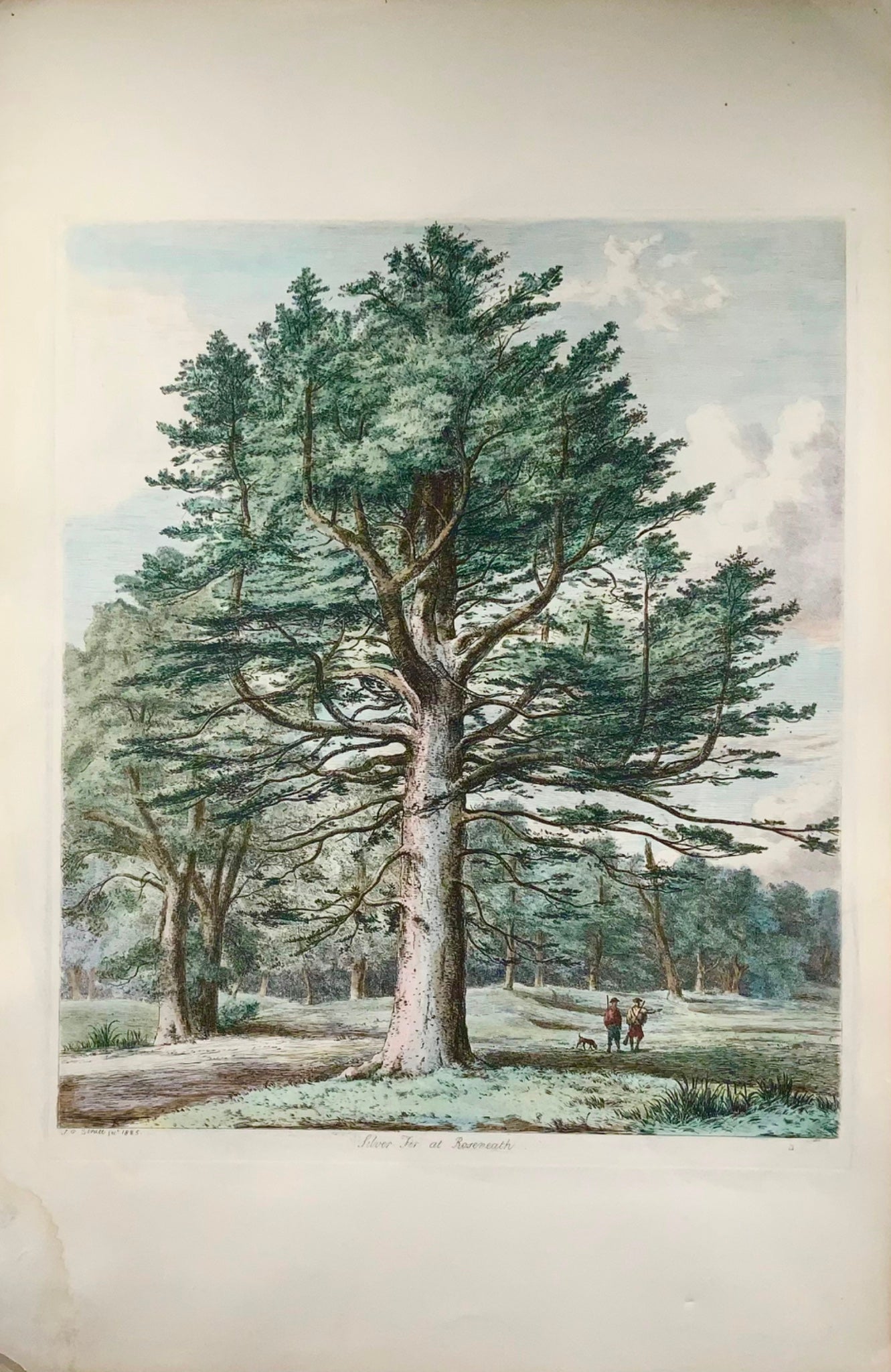 1826 Silver Fir, Pine, Jacob Strutt, Imp. Folio 55 cm, etched, hand colour, dendrology