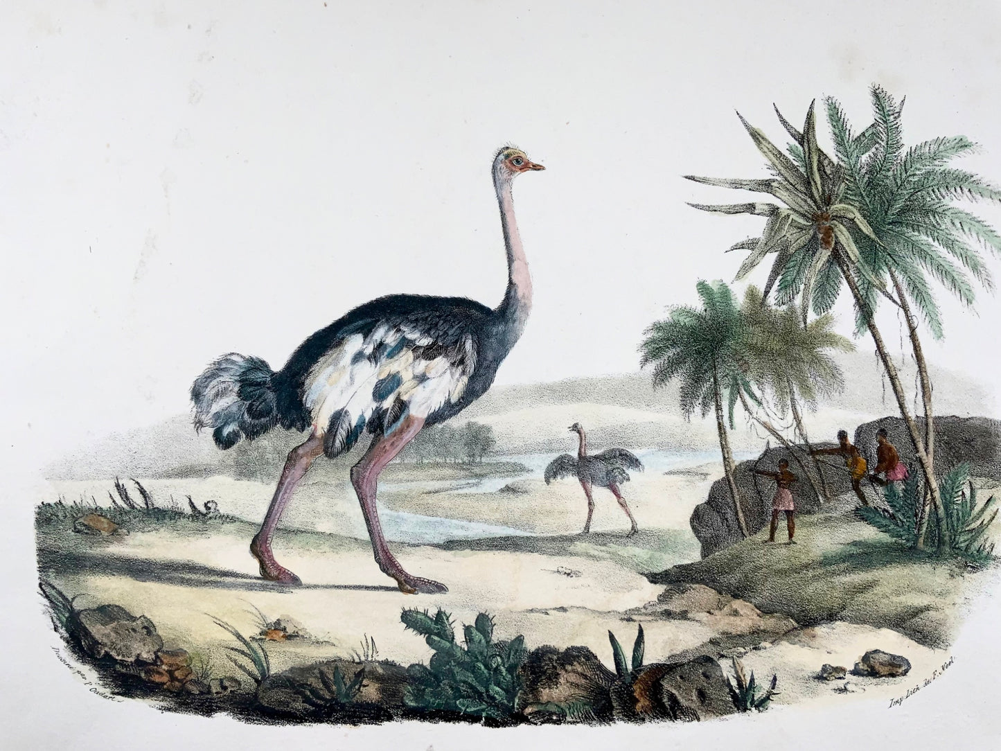 1827 Ostrich, Oudart, large hand coloured stone lithograph, rare, ornithology