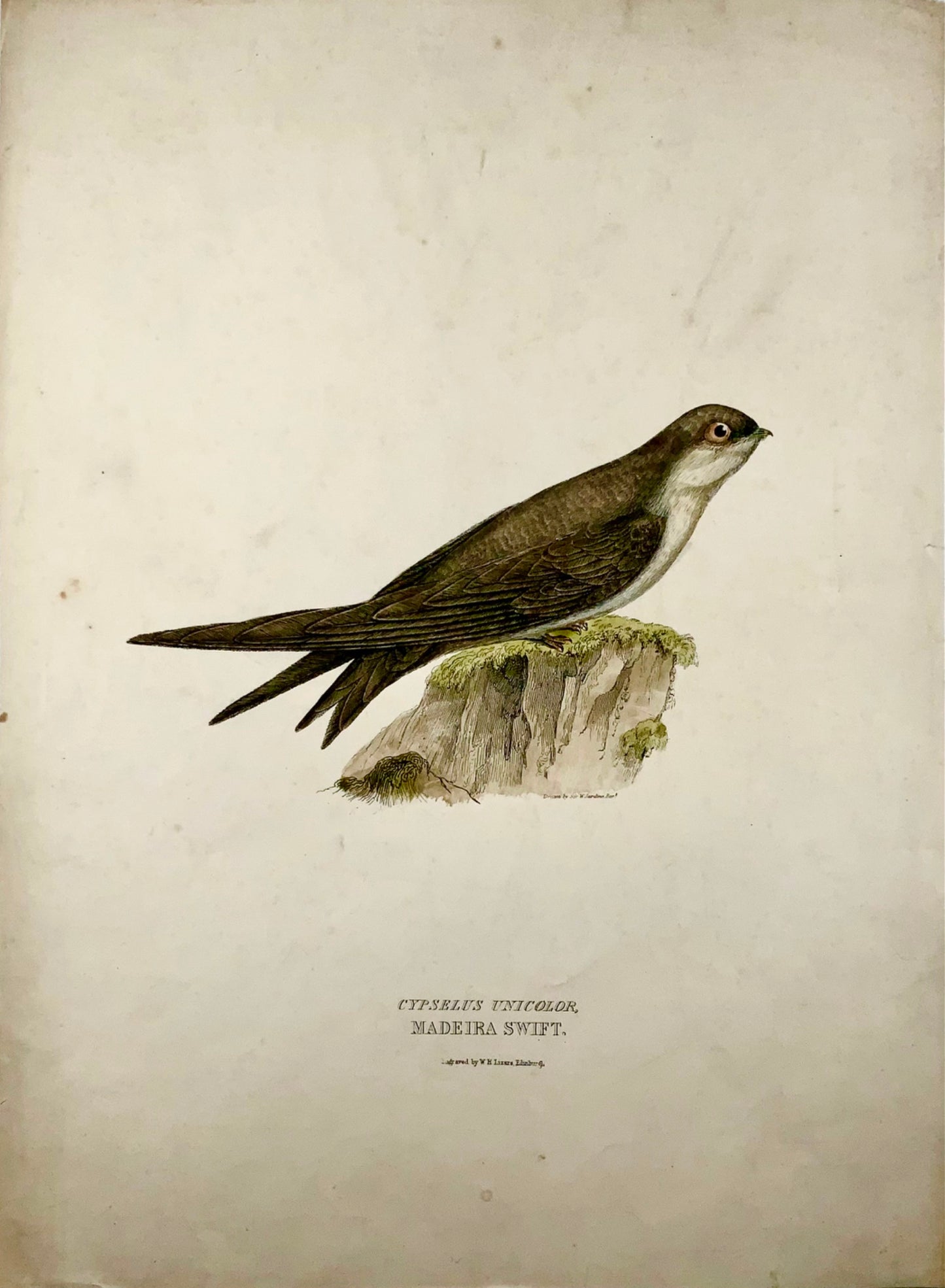 1846 MADEIRA SWIFT Ornithologie - Grand Folio coloré à la main (36cm)