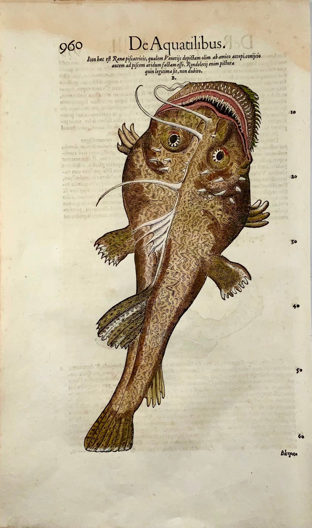 1558 Monster Sea Ray, Conrad Gesner, folio woodcut, hand coloured, First State