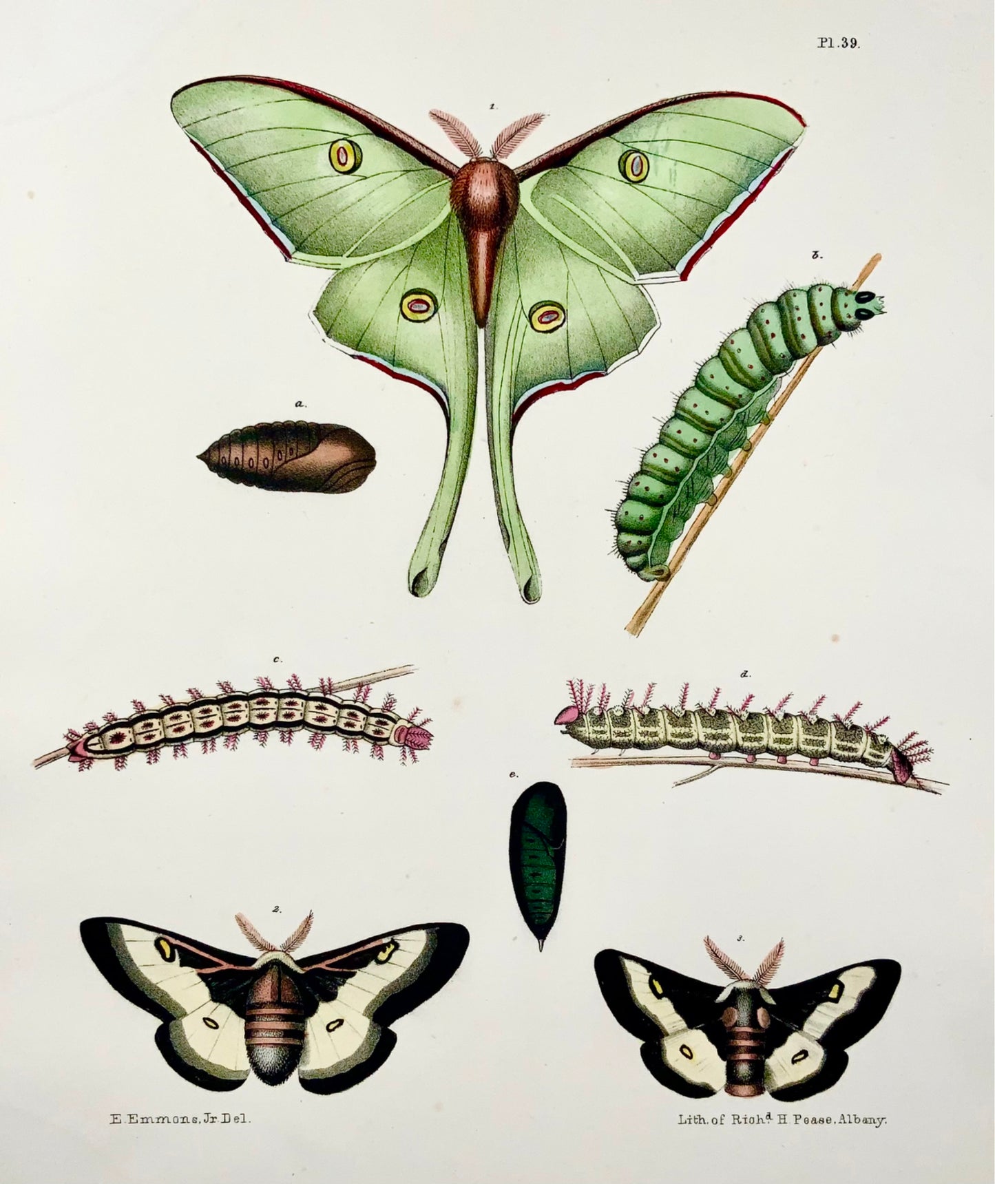 1854 Pease lith; Emmons - Papillons Attacus - lithographie en pierre colorée à la main