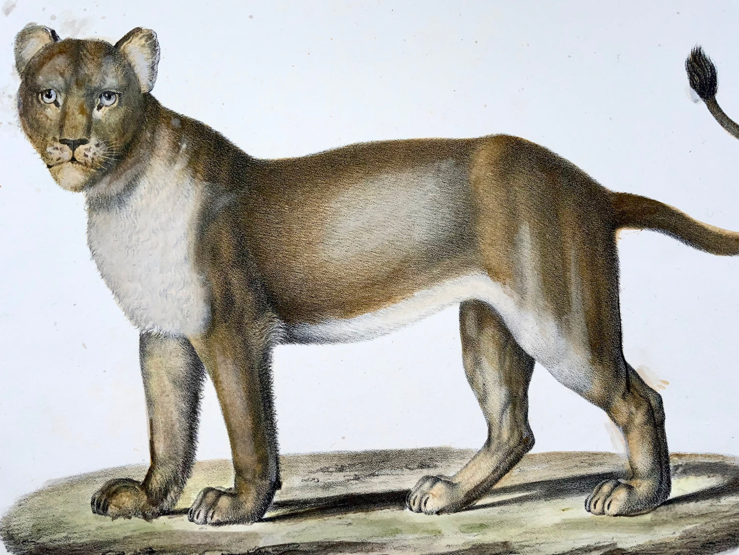 1824 Lion de Barbarie - KJ Brodtmann ORIGINAL lithographie sur pierre FOLIO colorée à la main - Mammifère