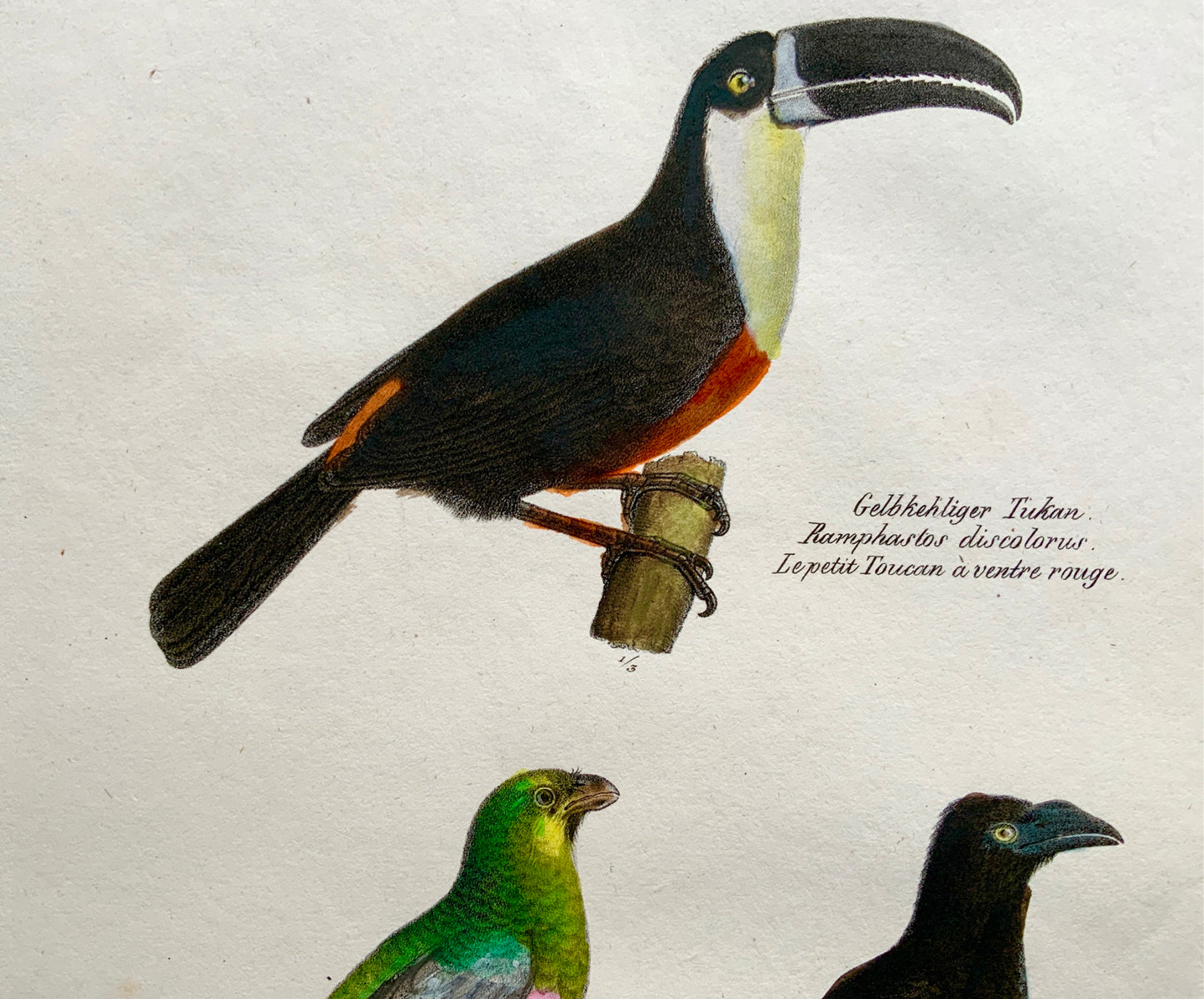 1830 TUCAN Trogon Ornithology - Brodtmann hand coloured FOLIO lithography