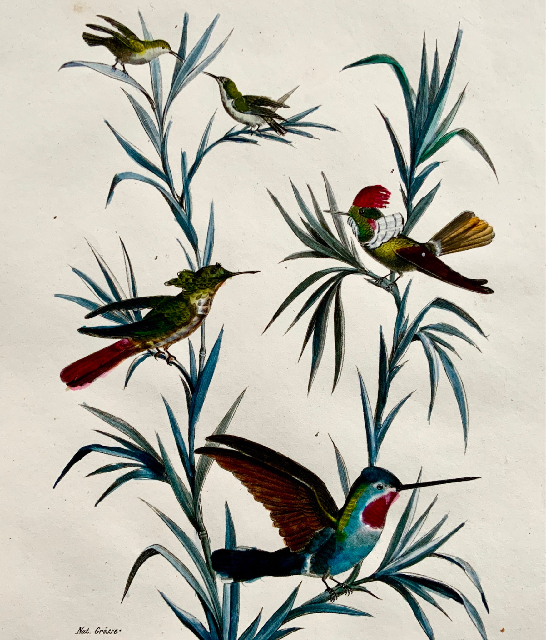 1830 HUMMINGBIRDS Ornithology - Brodtmann hand coloured FOLIO lithography