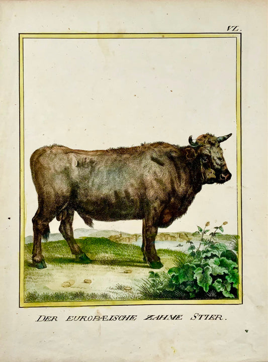 1816 Taureau Domestique INCUNABULE DE LITHOGRAPHIE K. Schmidt in-4 colorié à la main - Mammifère