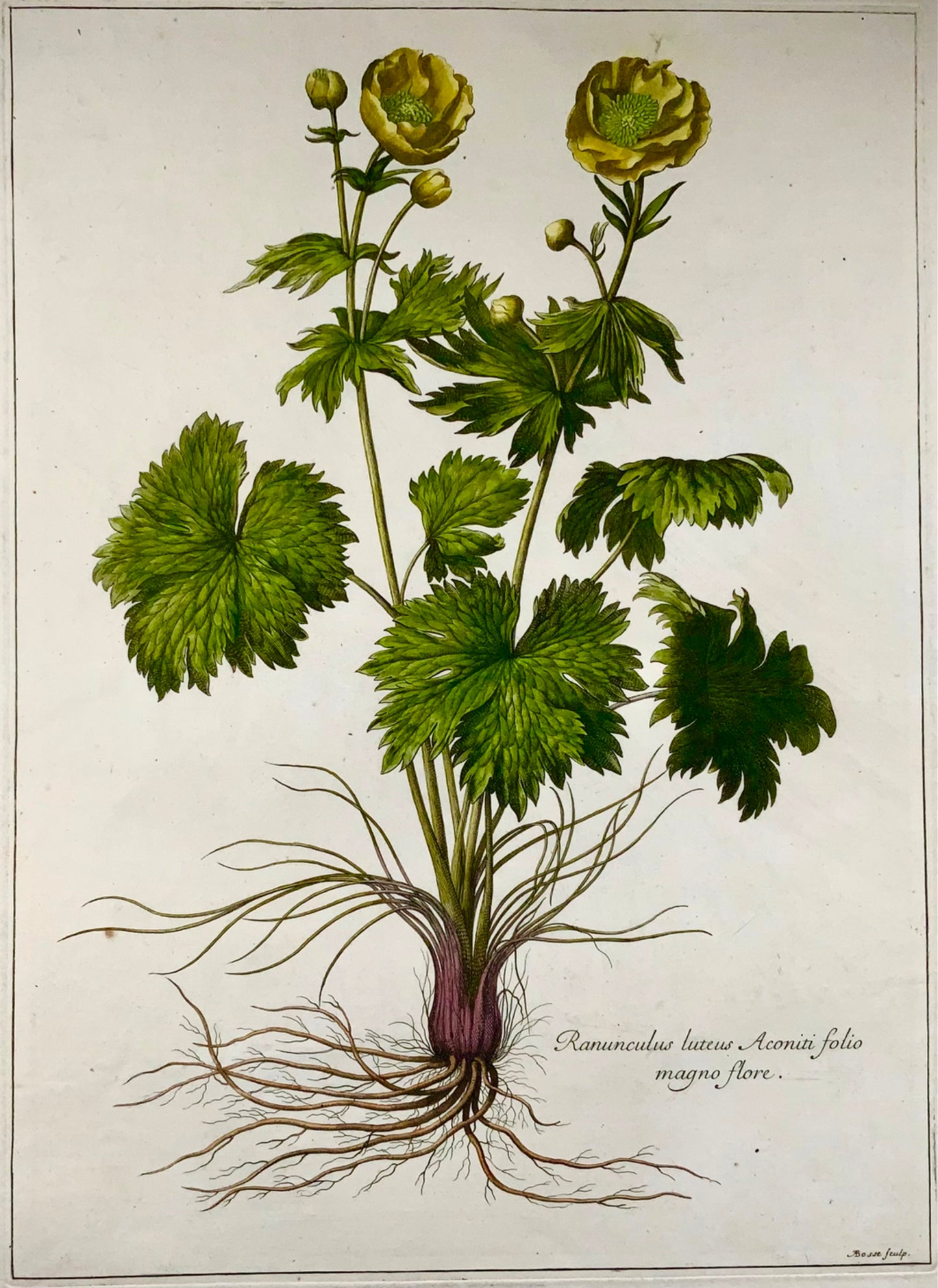 1670 vers. Bouton d'Or, Nicolas Robert (1610-1684) ; A. Bosse, botanique 54cm