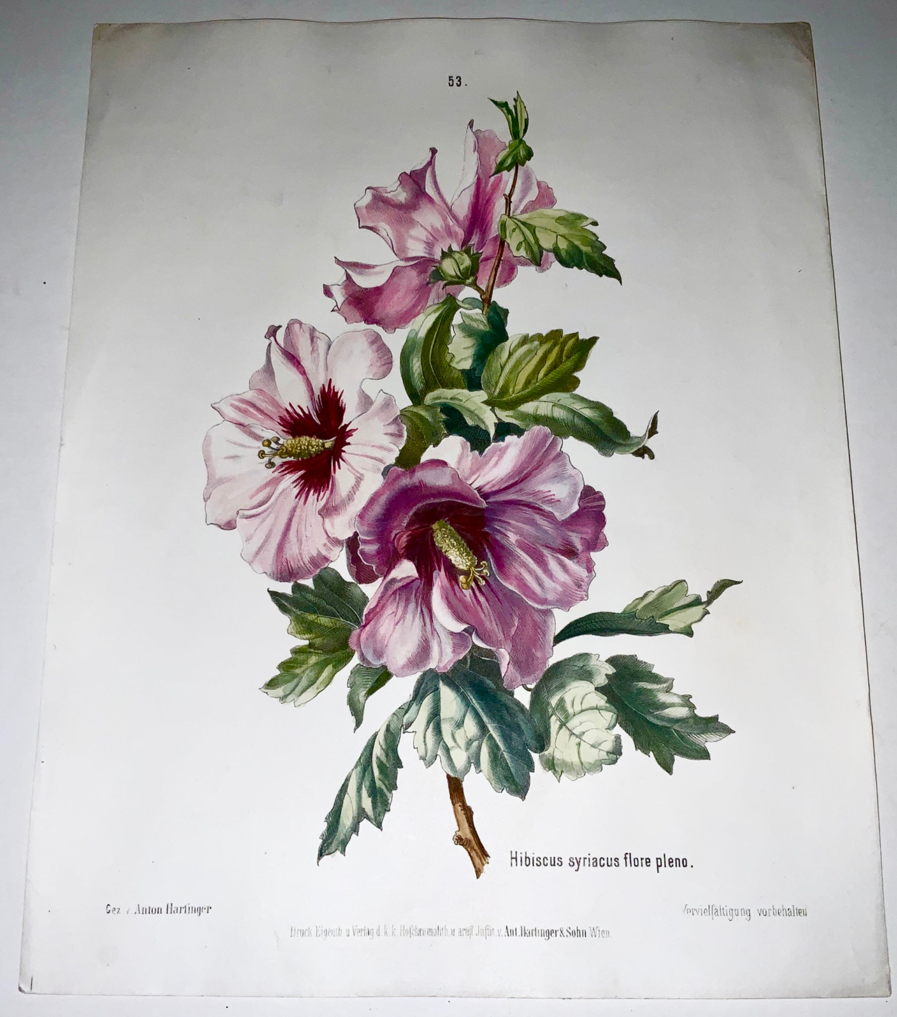 1860 c Anton Hartinger (b1806) HIBISCUS Stone Lithograph hand coloured. Folio - Botany