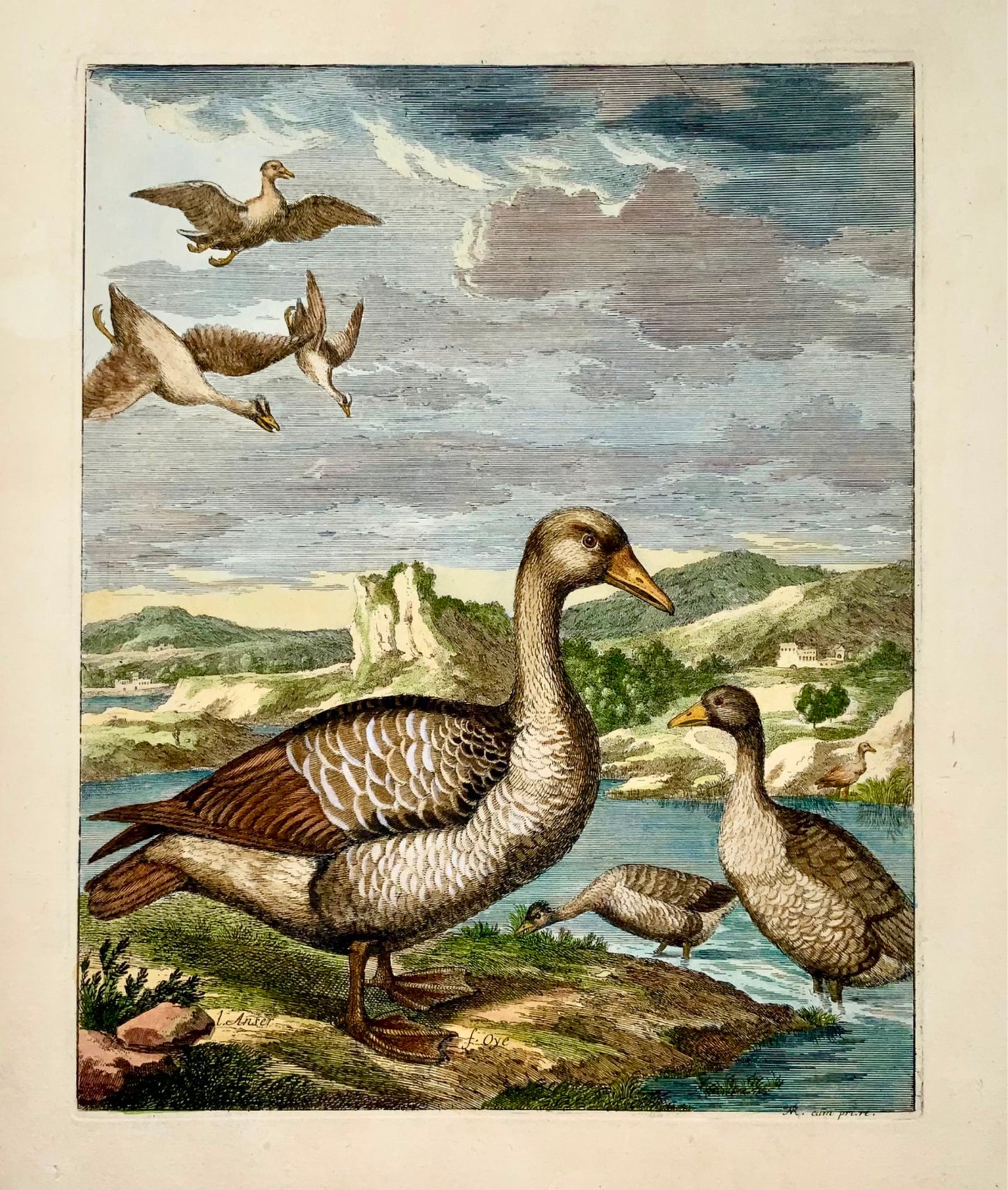 1673 Oies, Nicolas Robert (né en 1614), ornithologie, grande gravure in-folio en couleur à la main