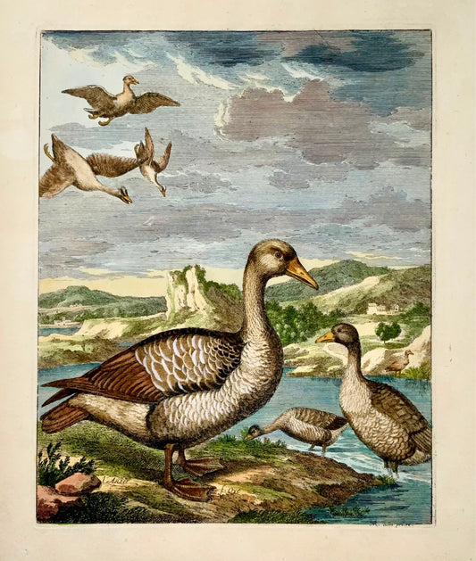 1673 Geese, Nicolas Robert (b.1614), ornithology, large folio etching in hand colour