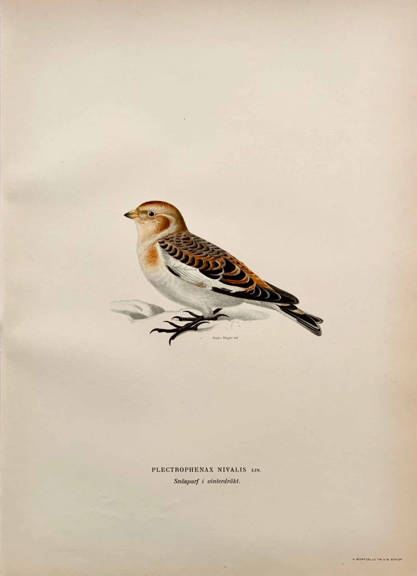 1918 Von Wright - SNOW BUNTING - Ornithology - Large Lithograph