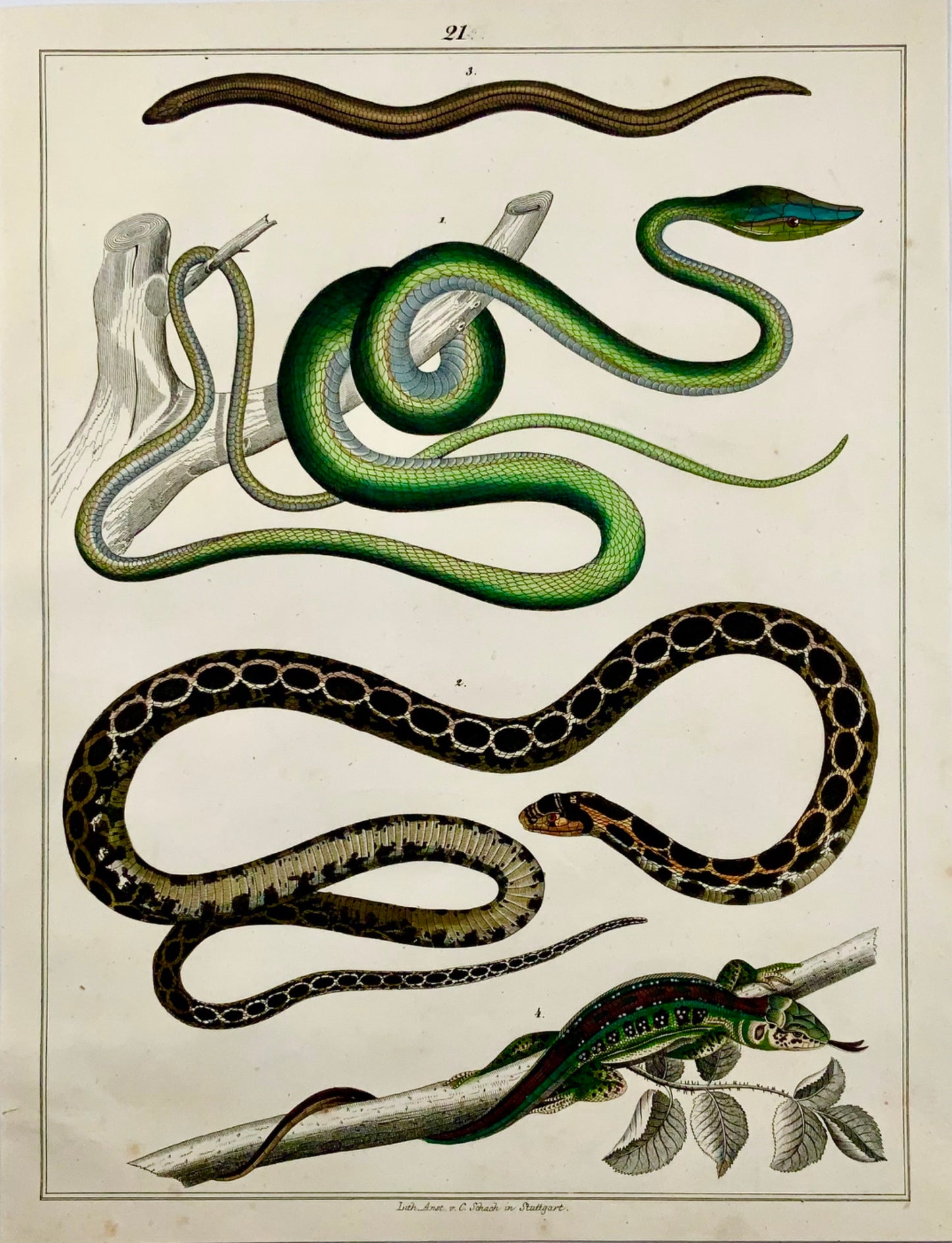 1831 SERPENTS Skinks - Grand Folio - gravure colorée à la main pour Oken - Reptiles