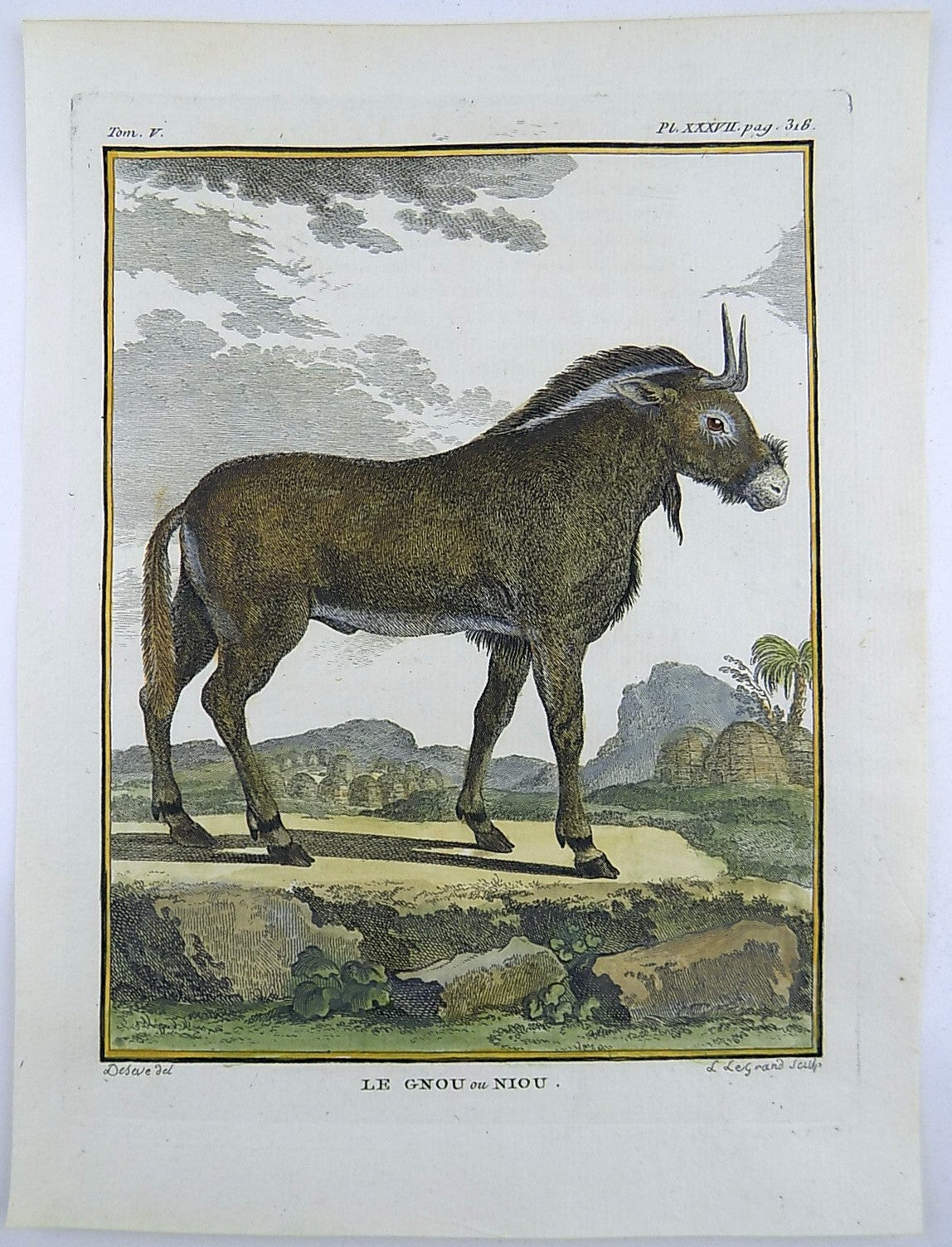 1766 De Seve - GNU - large QUARTO edition hand colored engraving - Mammal