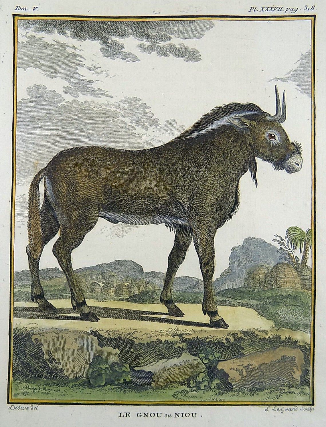 1766 De Seve - GNU - large QUARTO edition hand colored engraving - Mammal