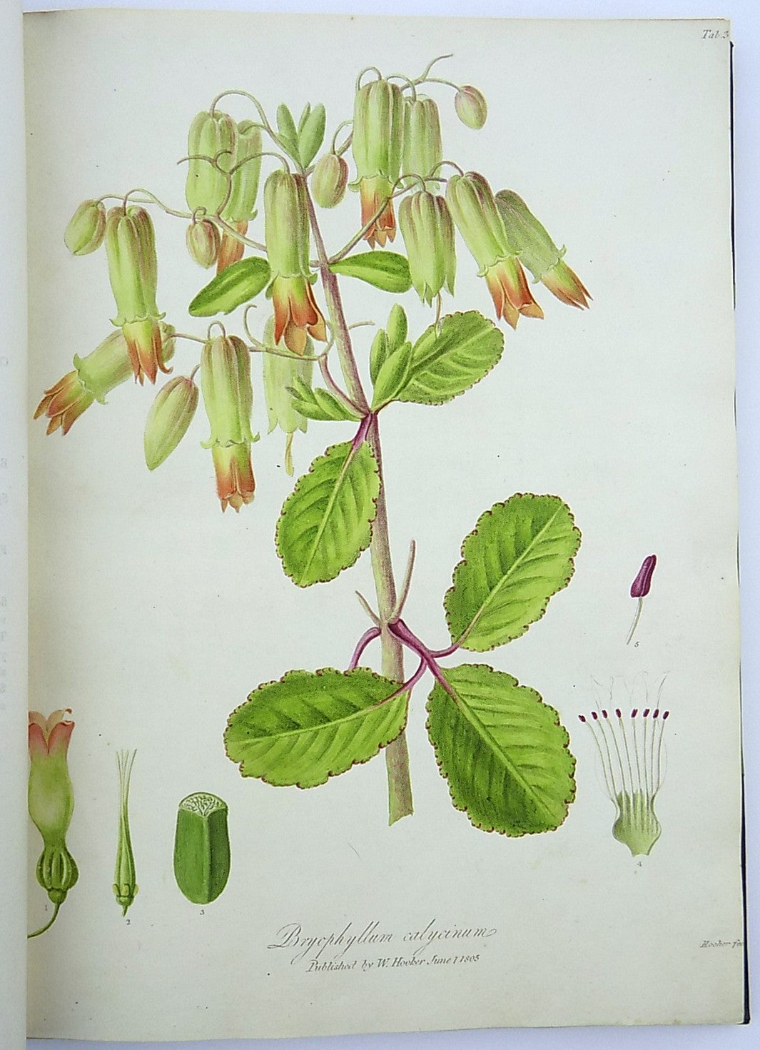 1805-6 William Hooker - PARADISUS LONDINENSIS - Quarto Book - 49 handcol. engravings - Botany