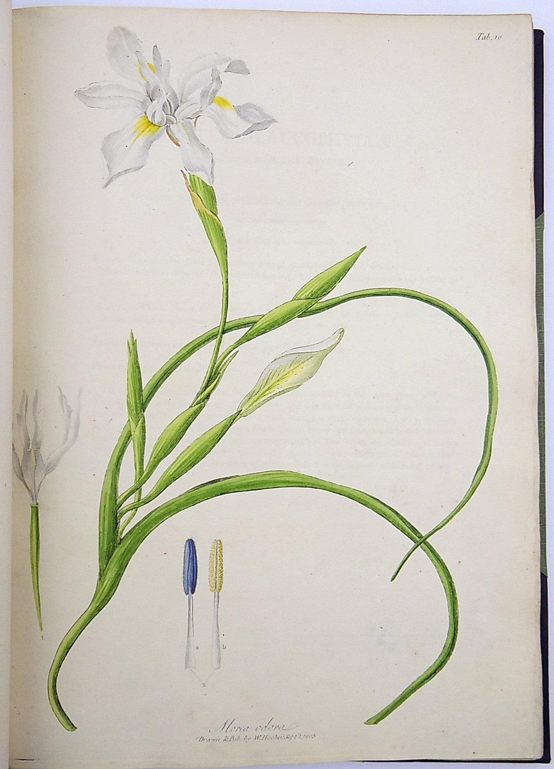 1805-6 William Hooker - PARADISUS LONDINENSIS - Quarto Book - 49 handcol. engravings - Botany