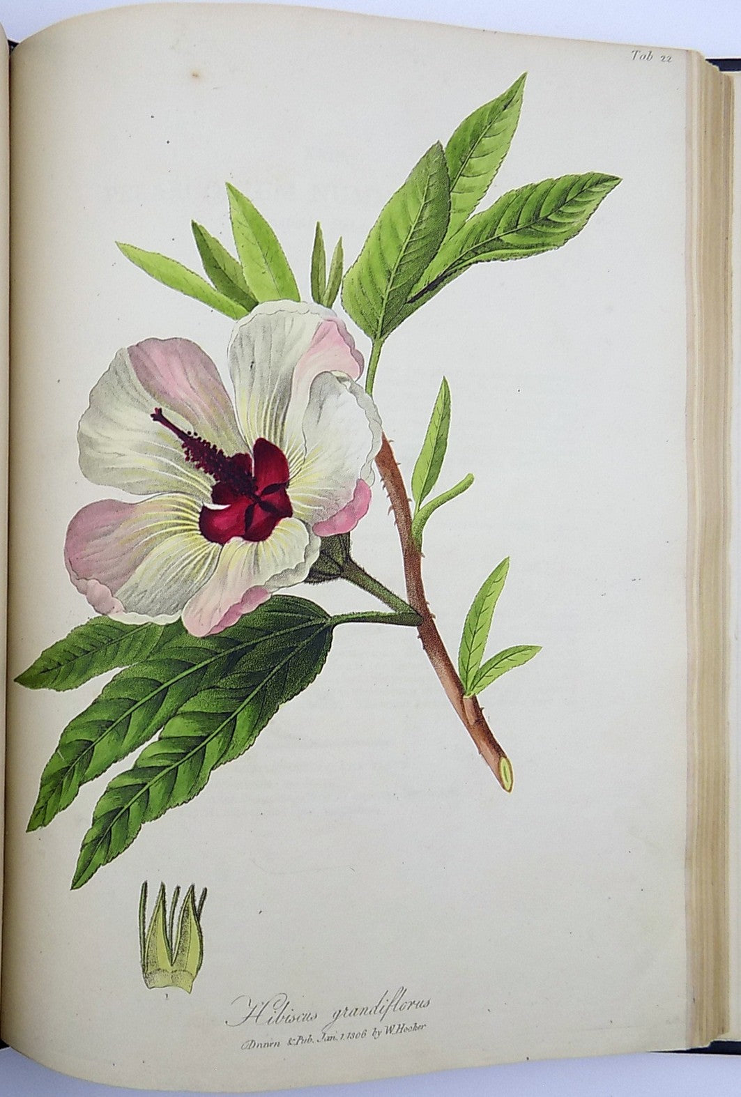 1805-6 William Hooker - PARADISUS LONDINENSIS - Quarto Book - 49 handcol. engravings - Botany