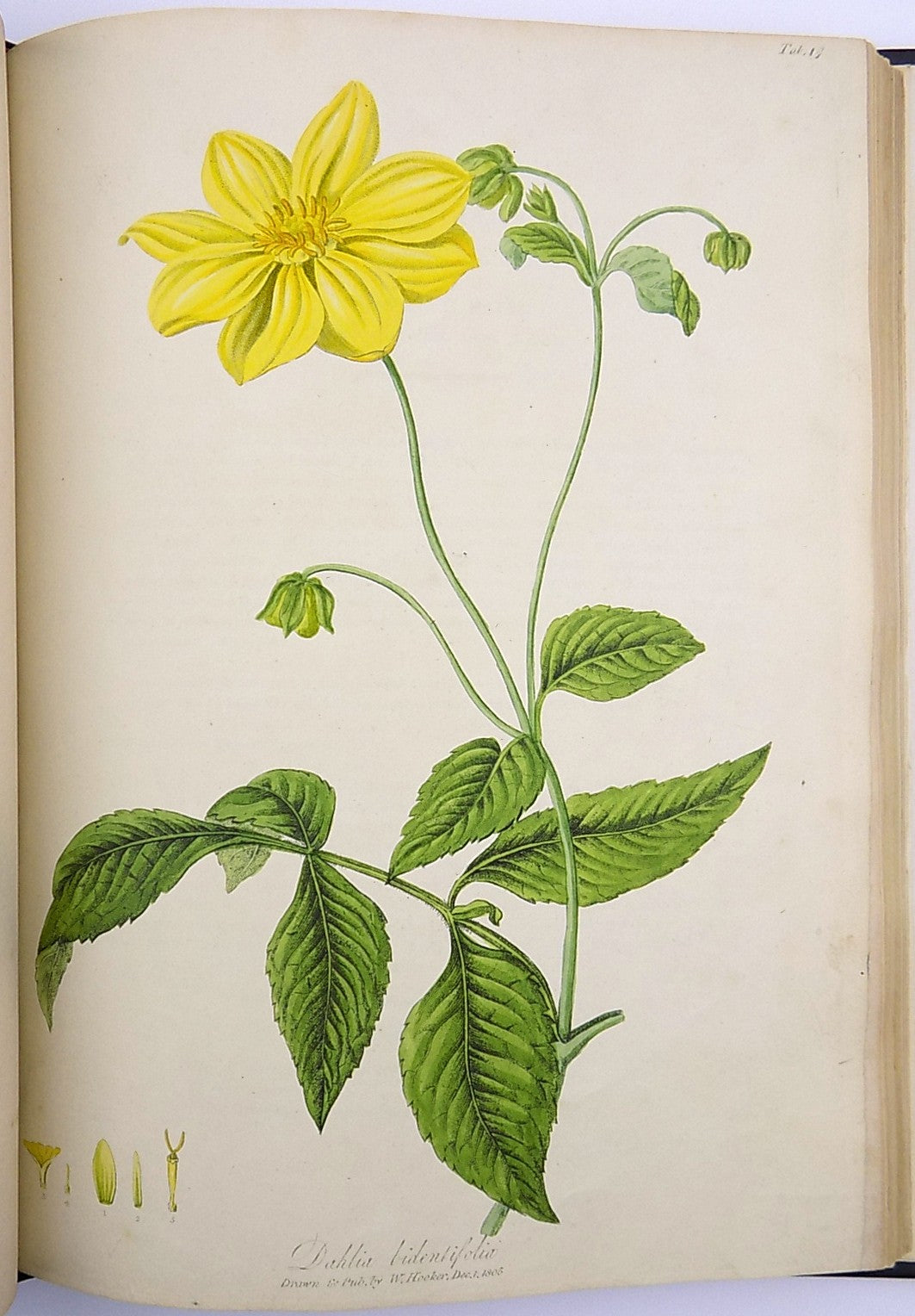 1805-6 William Hooker - PARADISUS LONDINENSIS - Quarto Book - 49 handcol. engravings - Botany