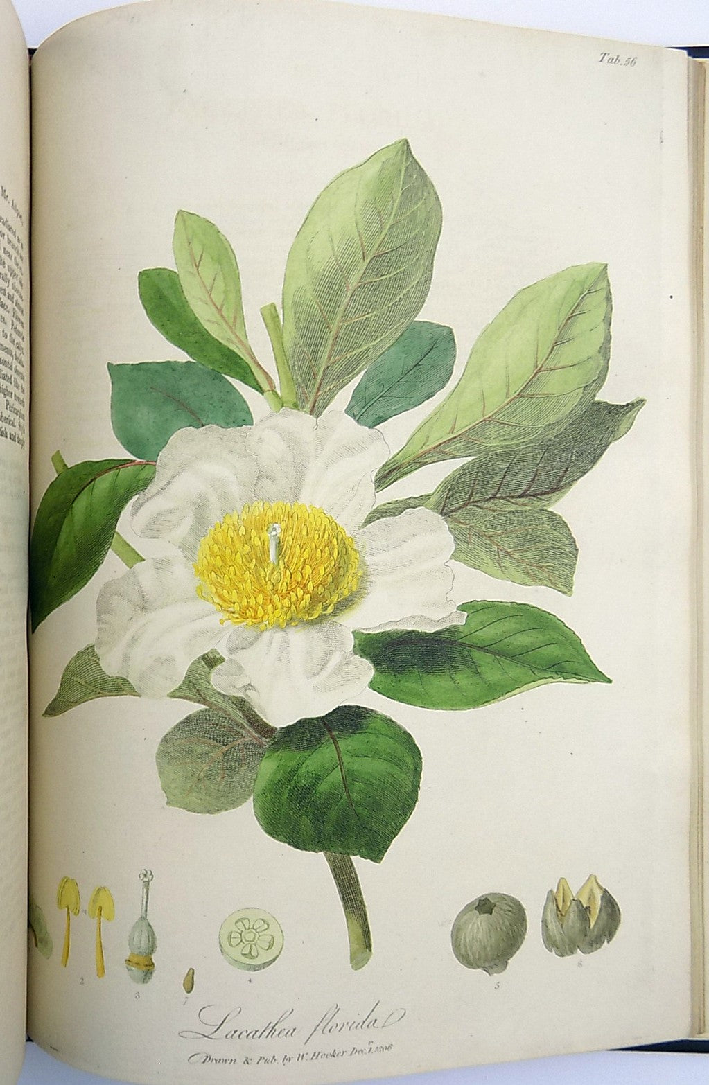 1805-6 William Hooker - PARADISUS LONDINENSIS - Quarto Book - 49 handcol. engravings - Botany