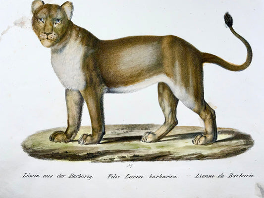 1824 Lion de Barbarie - KJ Brodtmann ORIGINAL lithographie sur pierre FOLIO colorée à la main - Mammifère
