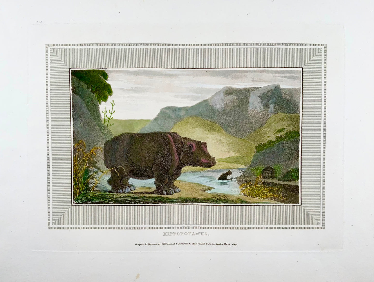 1809 William Daniell, Hippopotame, mammifère, aquatinte colorée à la main