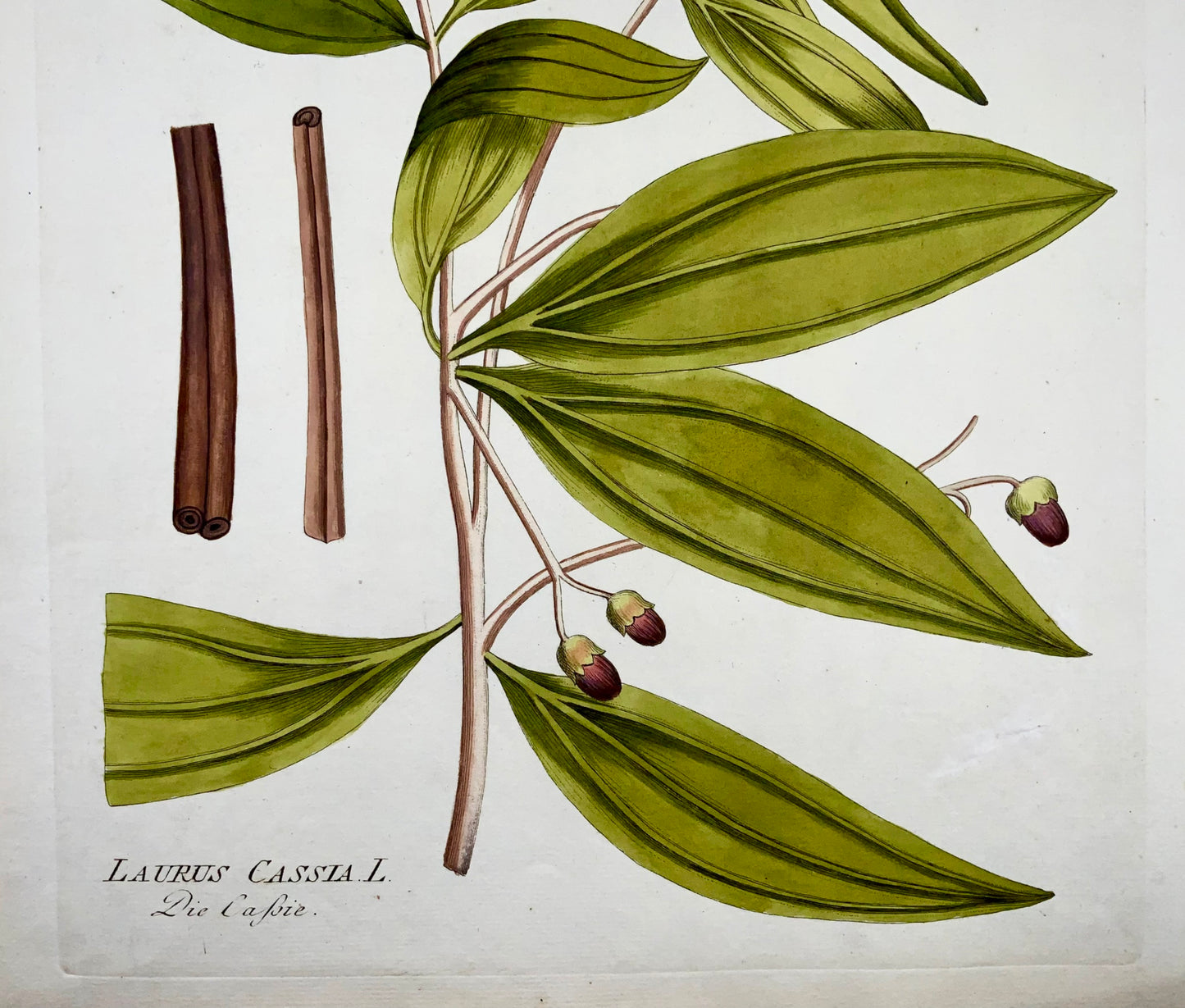 1788 JJ Plenck (b1737), cannelle chinoise, grand folio coloré à la main, botanique