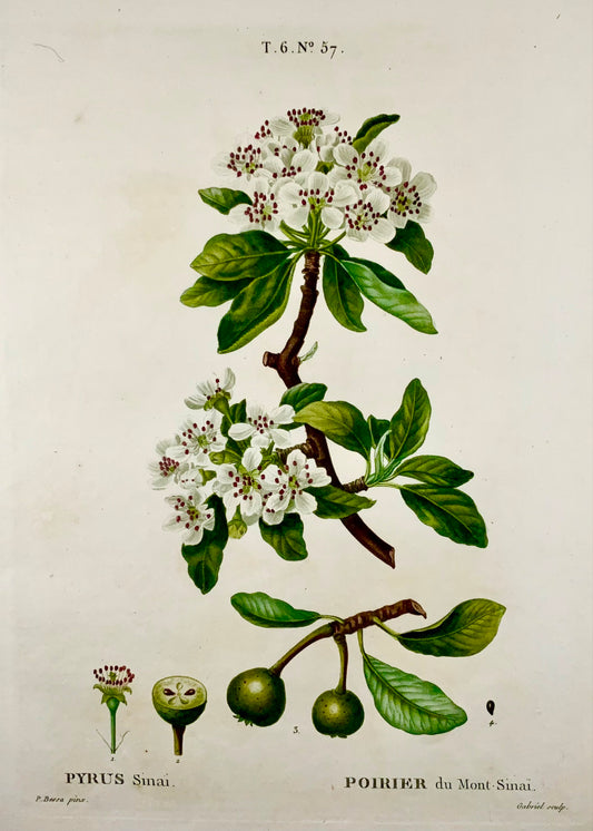 1801 Poire, Fruit, Bessa, Gabriel, gravure en pointillé folio, finition main