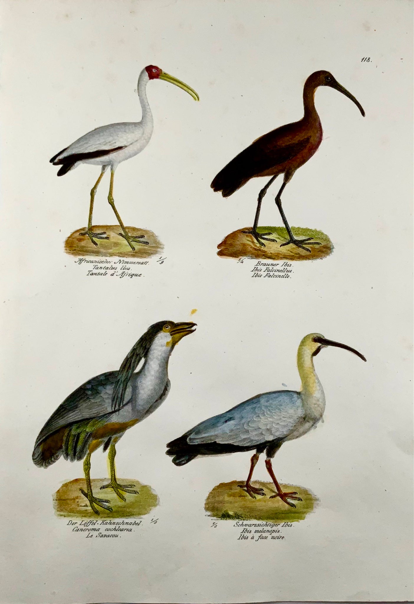 1830 IBIS Boat-Billed Heron Ornithology Brodtmann hand coloured FOLIO lithograph
