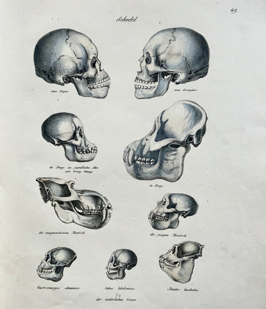1824 Comparative Skulls - Anatomy - K.J. Brodtmann hand colored FOLIO stone lithograph - Mammals