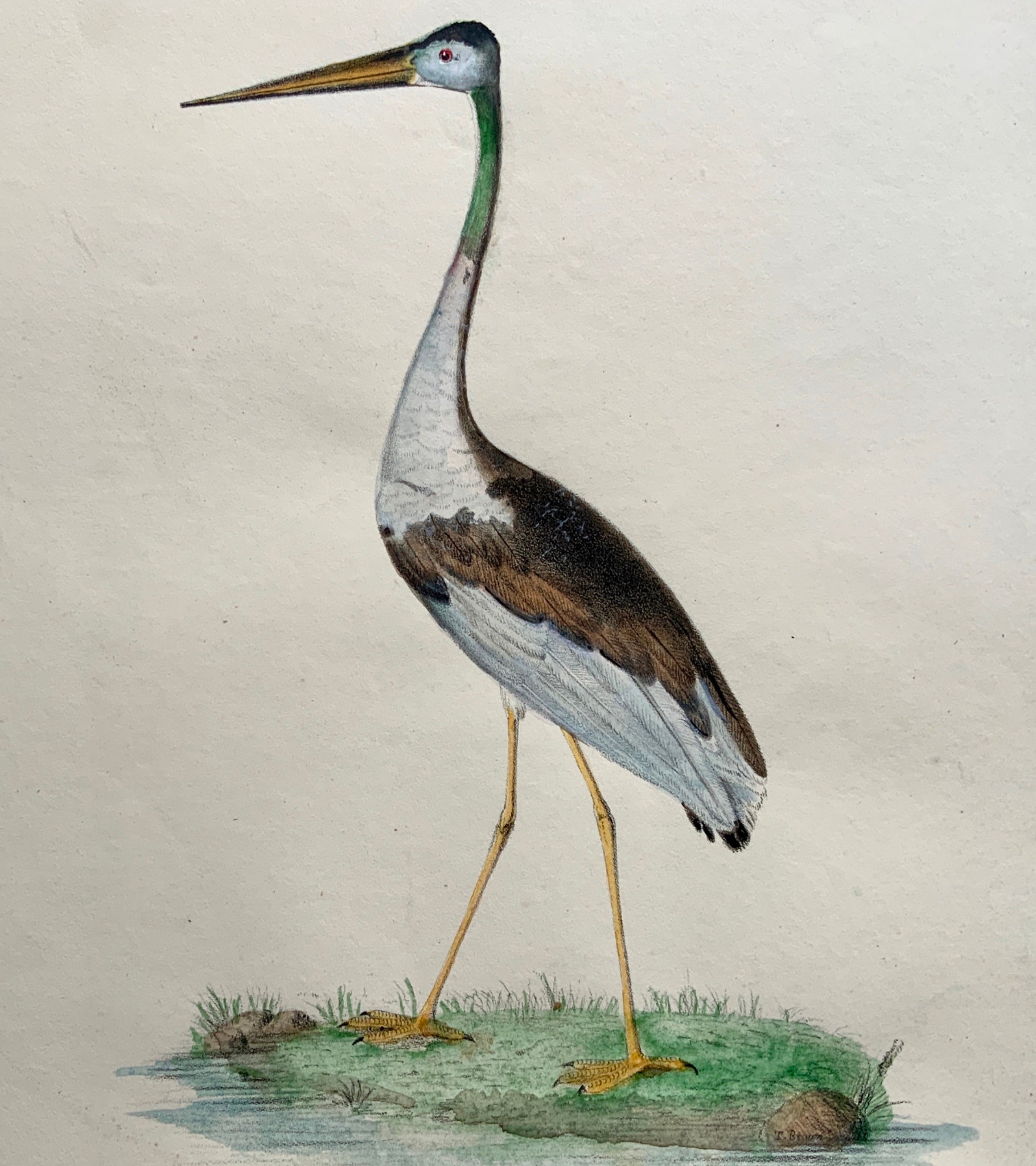 1846 AUSTRALIAN JABIRU Ornithology - Brown hand coloured Large Folio (36cm)