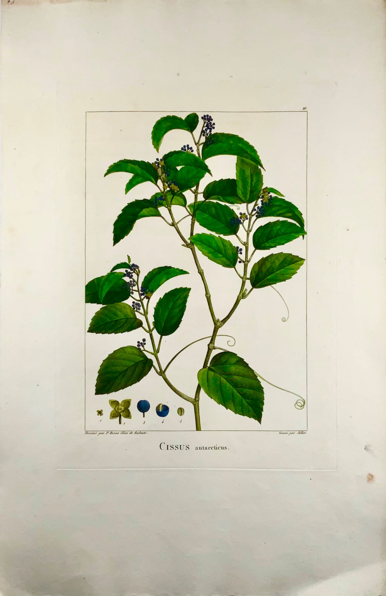 1803 Cissus antarticus ["vigne kangourou"], Australie, d'après Bessa &amp; Redouté, Botanique