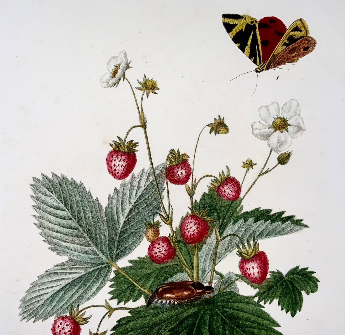 1820 Henriette A. Vincent, Fraises &amp; Papillons, grand in-folio, gravure pointillée, fleurs, botanique, entomologie