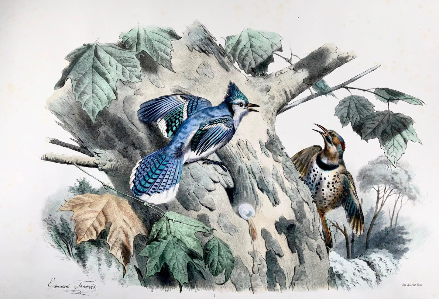 1857 Ed Travies [b1809] 45 x 62cm, Le Geai bleu, Le pic, ornithology