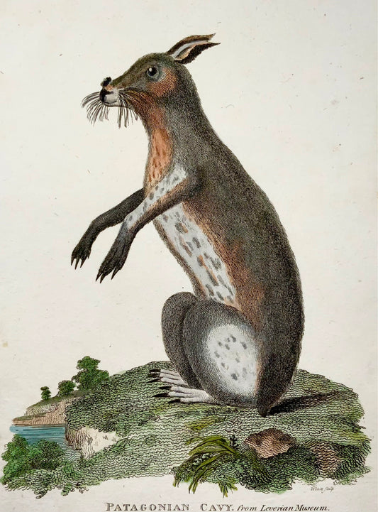 1801 Cochon d'Inde, Cavy, mammifère, première impression, gravure sur cuivre, couleur à la main